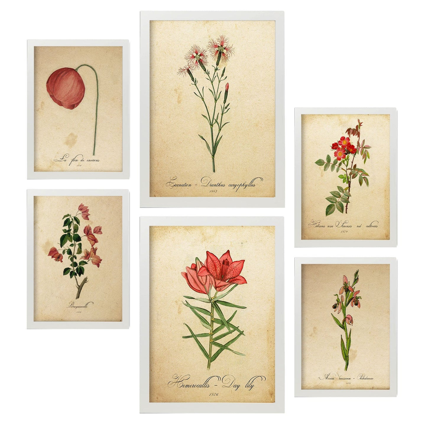 Set de 6 láminas botánicas vintage con ilustraciones de flores rojas en papel envejecido para decorar salón, pasillo o dormitorio clásico – 2 grandes y 4 medianos