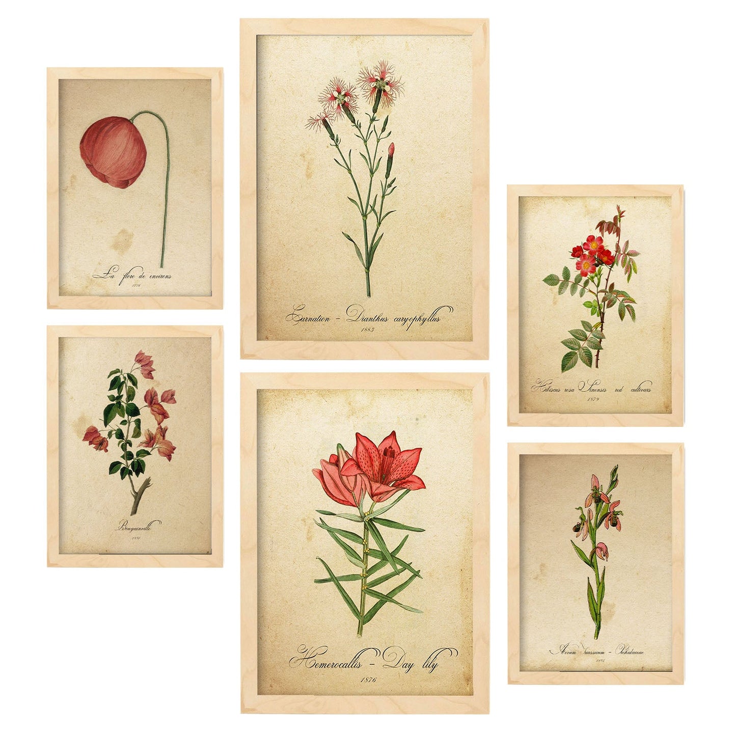 Set de 6 láminas botánicas vintage con ilustraciones de flores rojas en papel envejecido para decorar salón, pasillo o dormitorio clásico – 2 grandes y 4 medianos