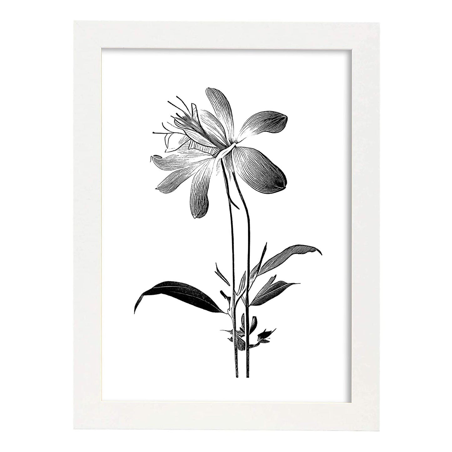 Lámina Nacnic Columbine Arte Minimalista Lineal