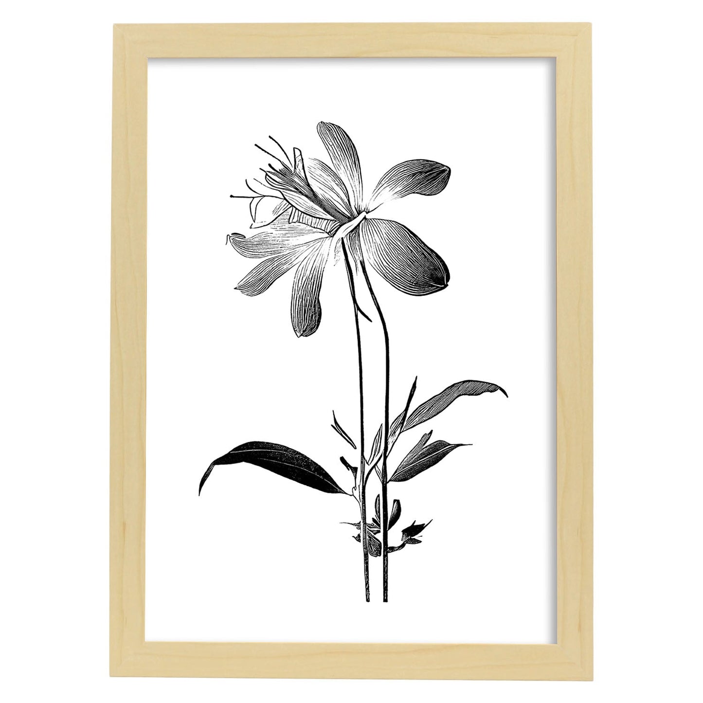 Lámina Nacnic Columbine Arte Minimalista Lineal