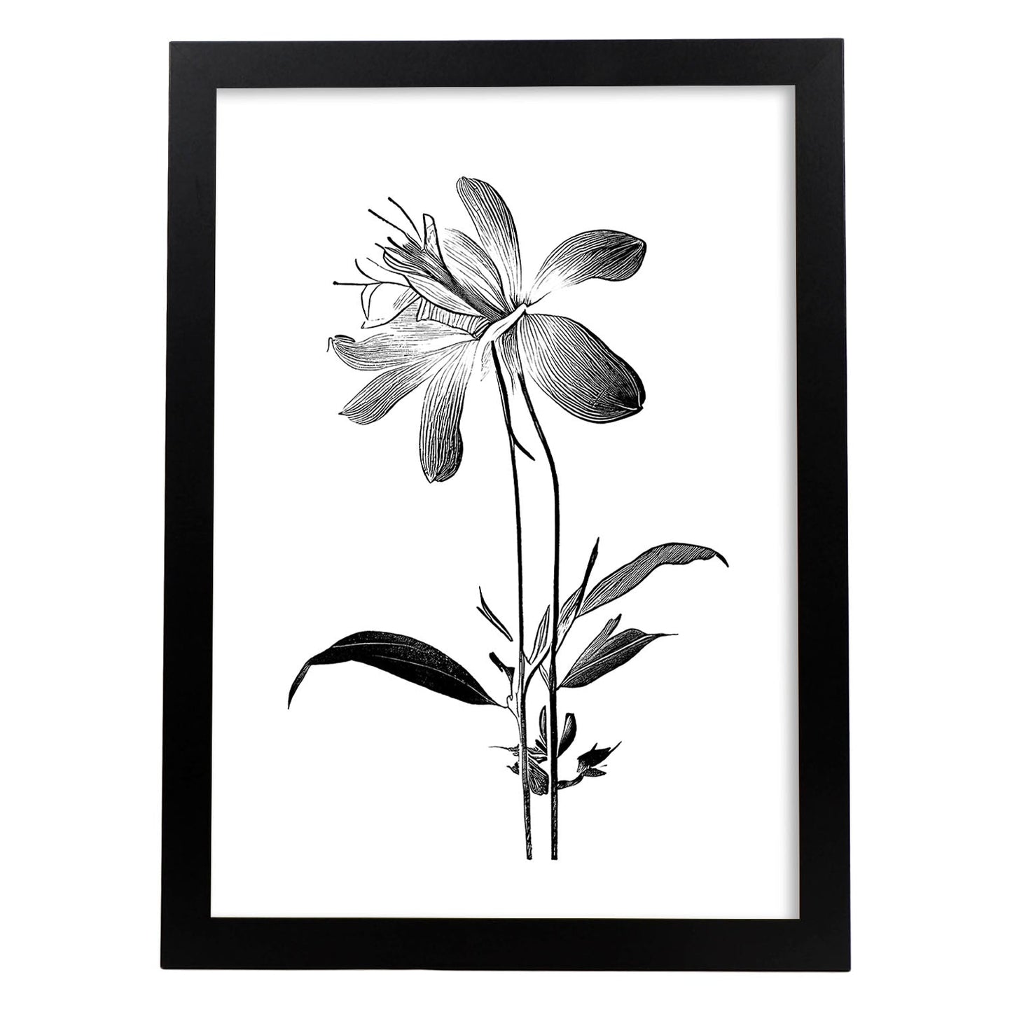 Lámina Nacnic Columbine Arte Minimalista Lineal
