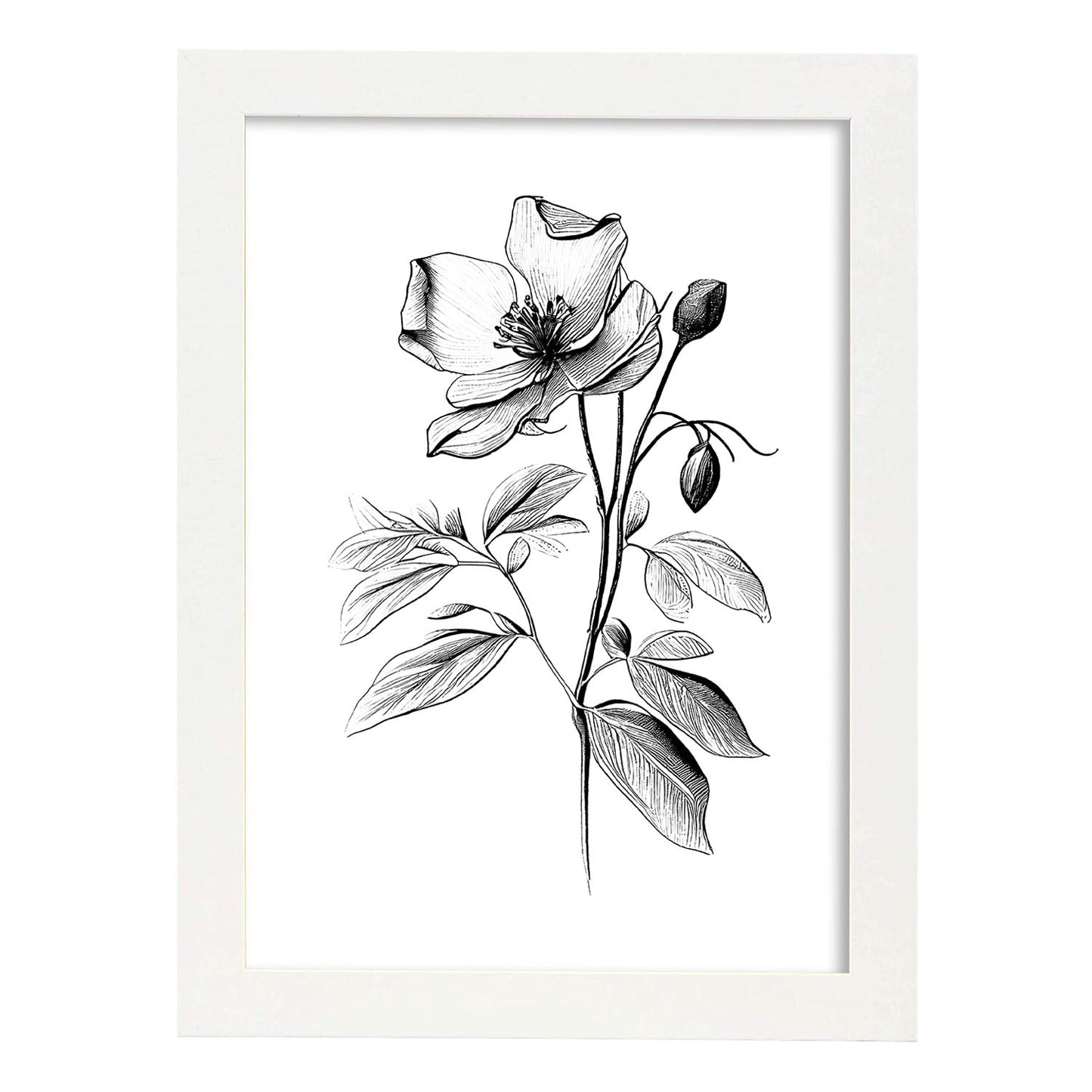 Nacnic Laminas Minimalistas de Hellebore en Arte Lineal