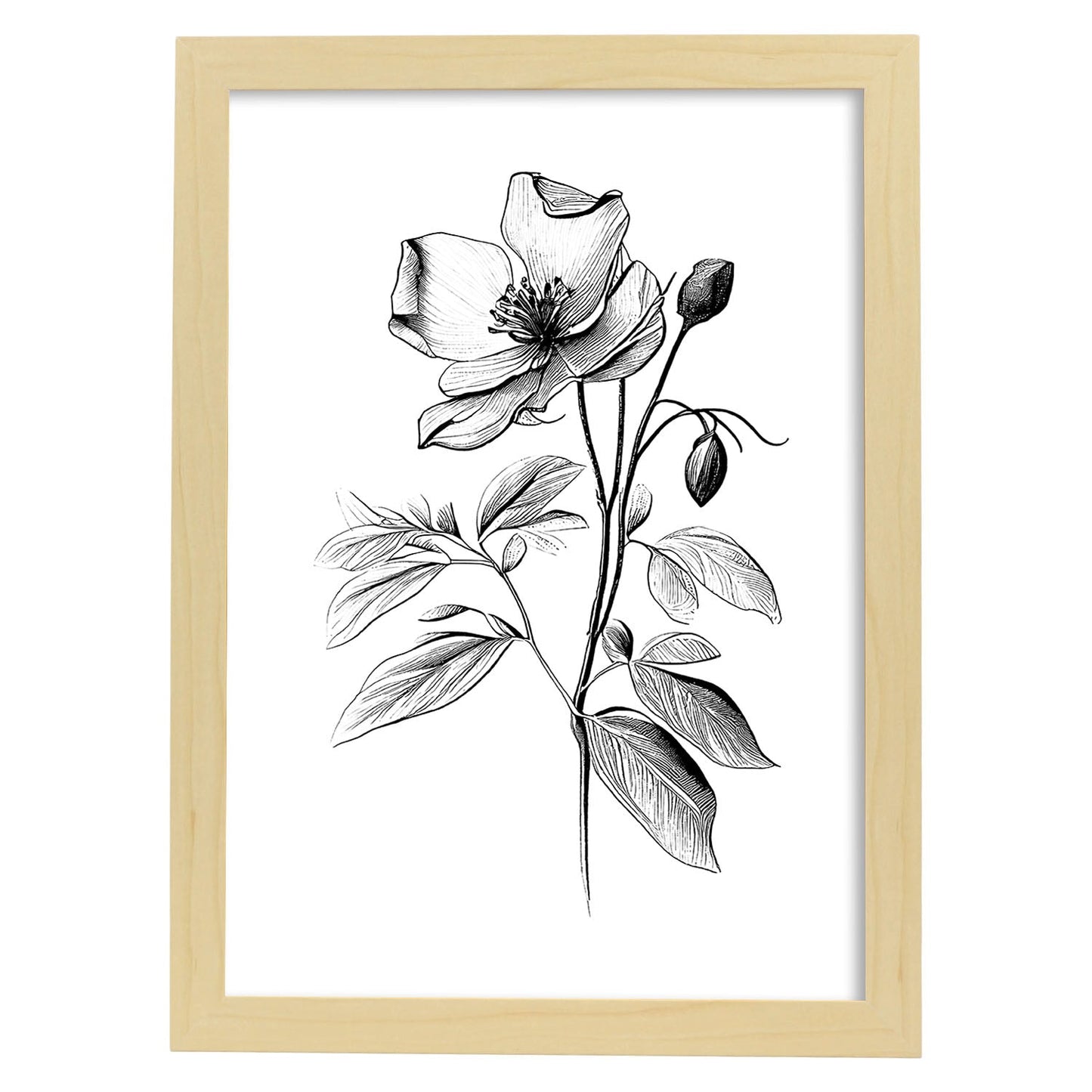 Nacnic Laminas Minimalistas de Hellebore en Arte Lineal
