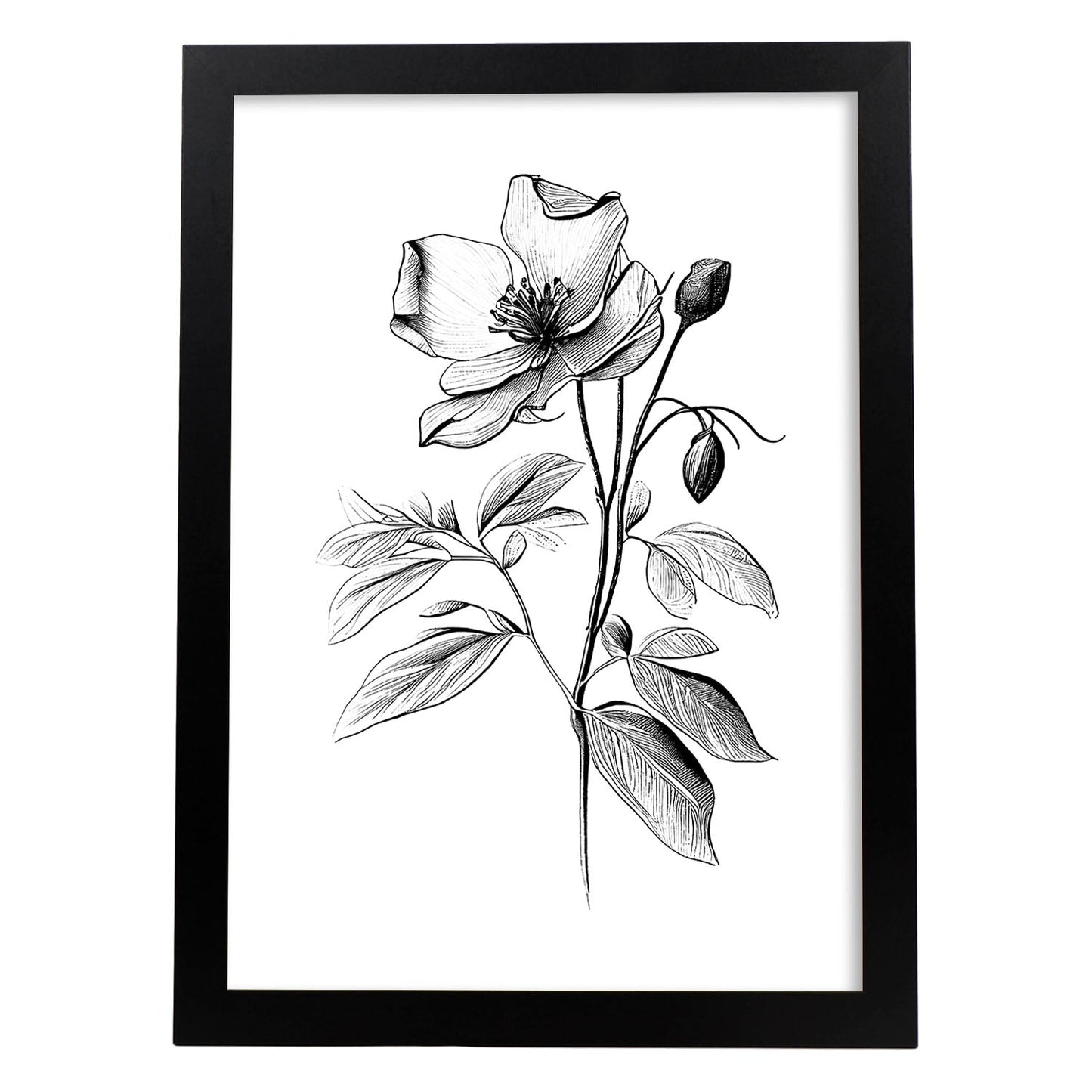 Nacnic Laminas Minimalistas de Hellebore en Arte Lineal