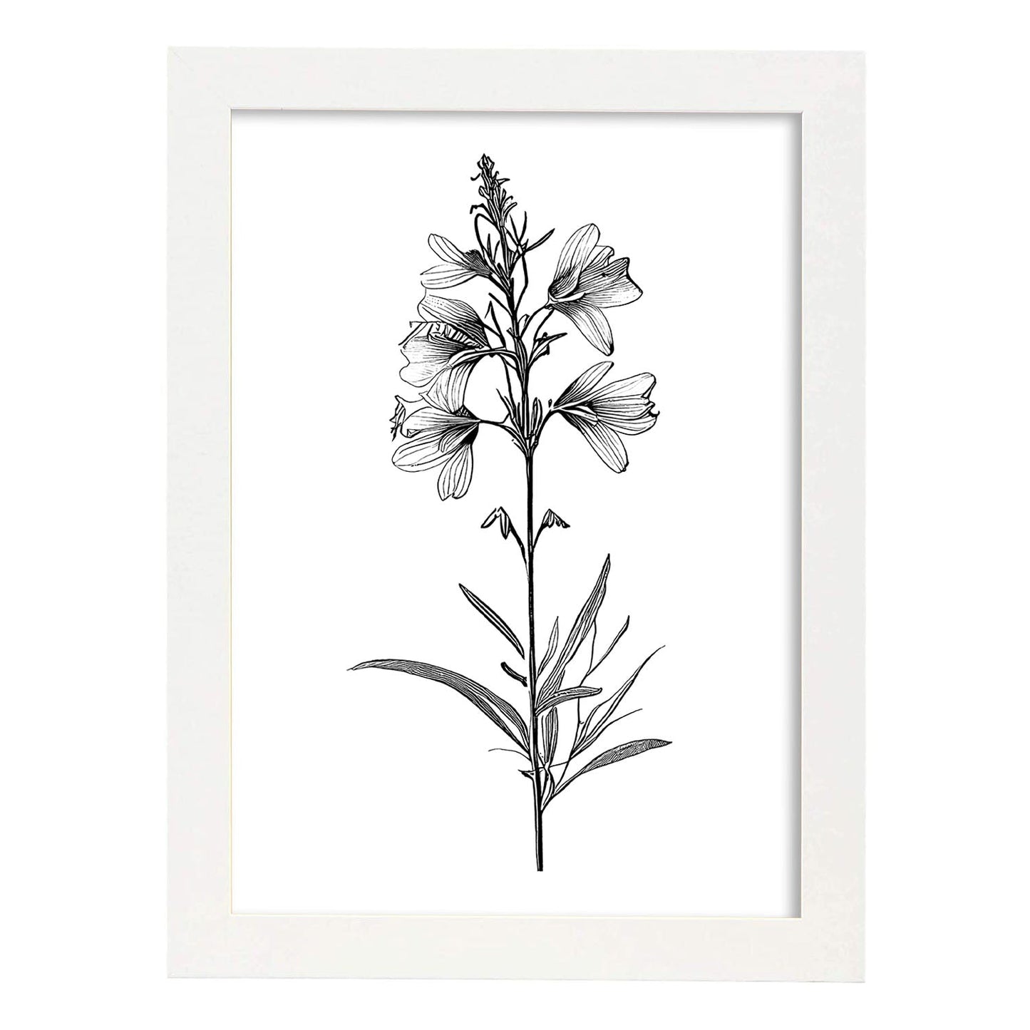 Lámina Minimalista de Flor de Espuela de Nacnic