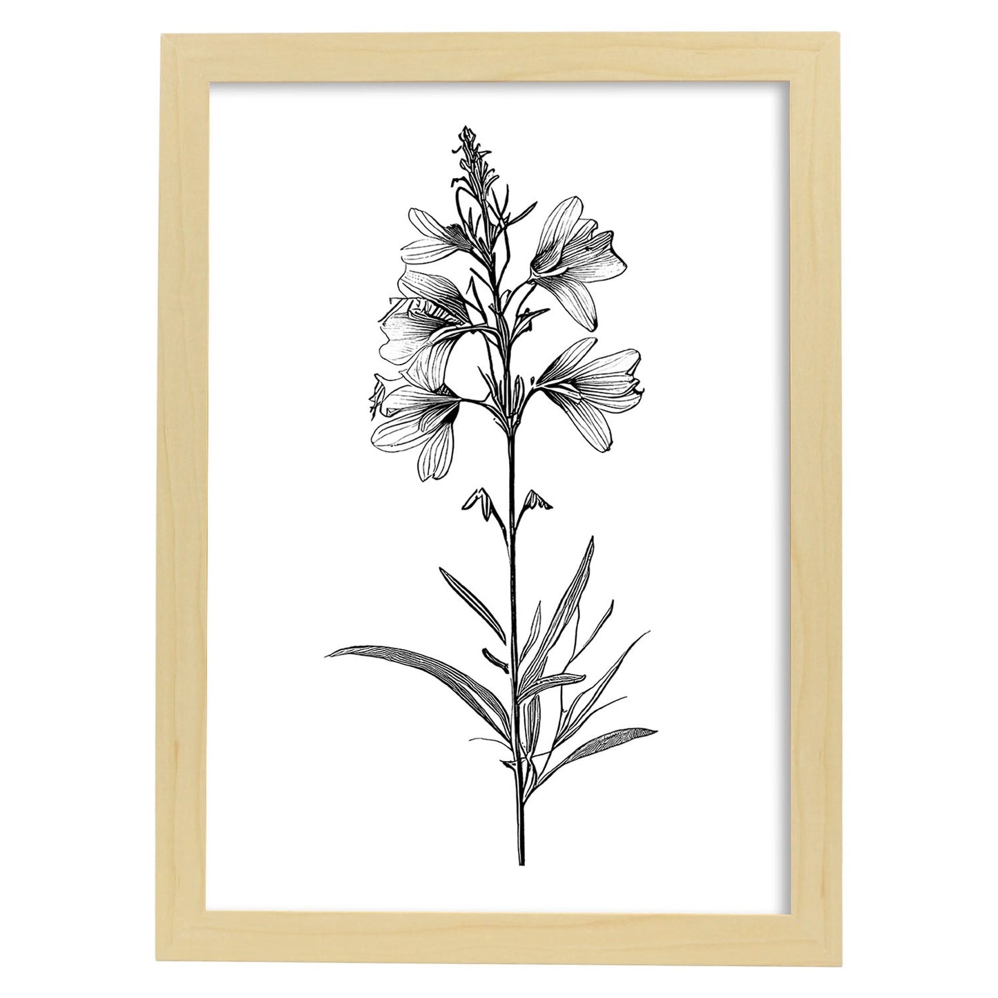 Lámina Minimalista de Flor de Espuela de Nacnic