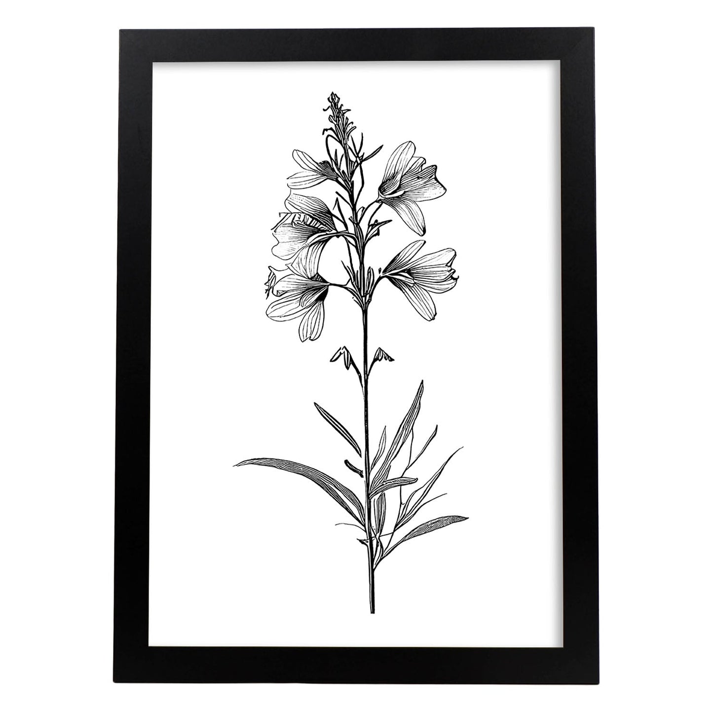 Lámina Minimalista de Flor de Espuela de Nacnic
