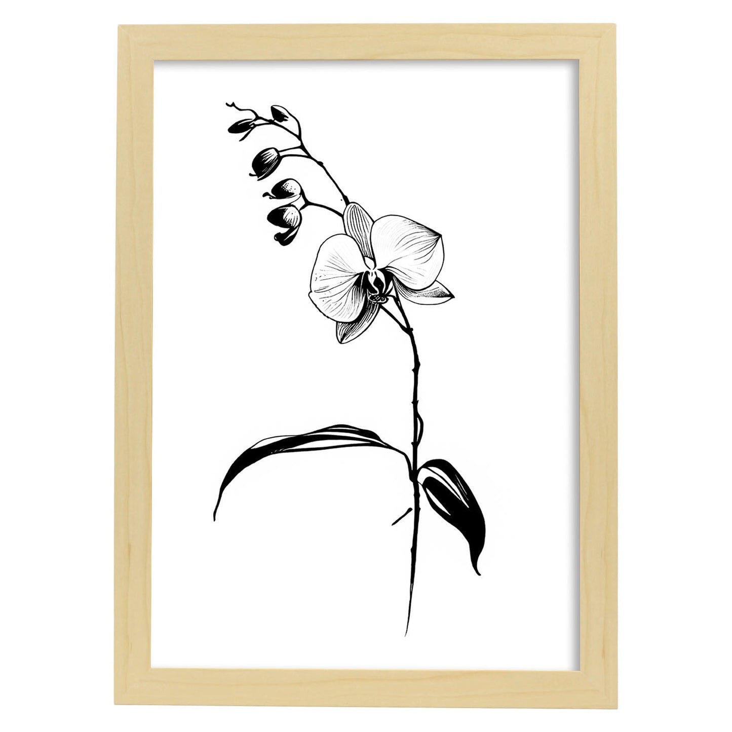 Lamina Minimalista de Orquídea Nacnic