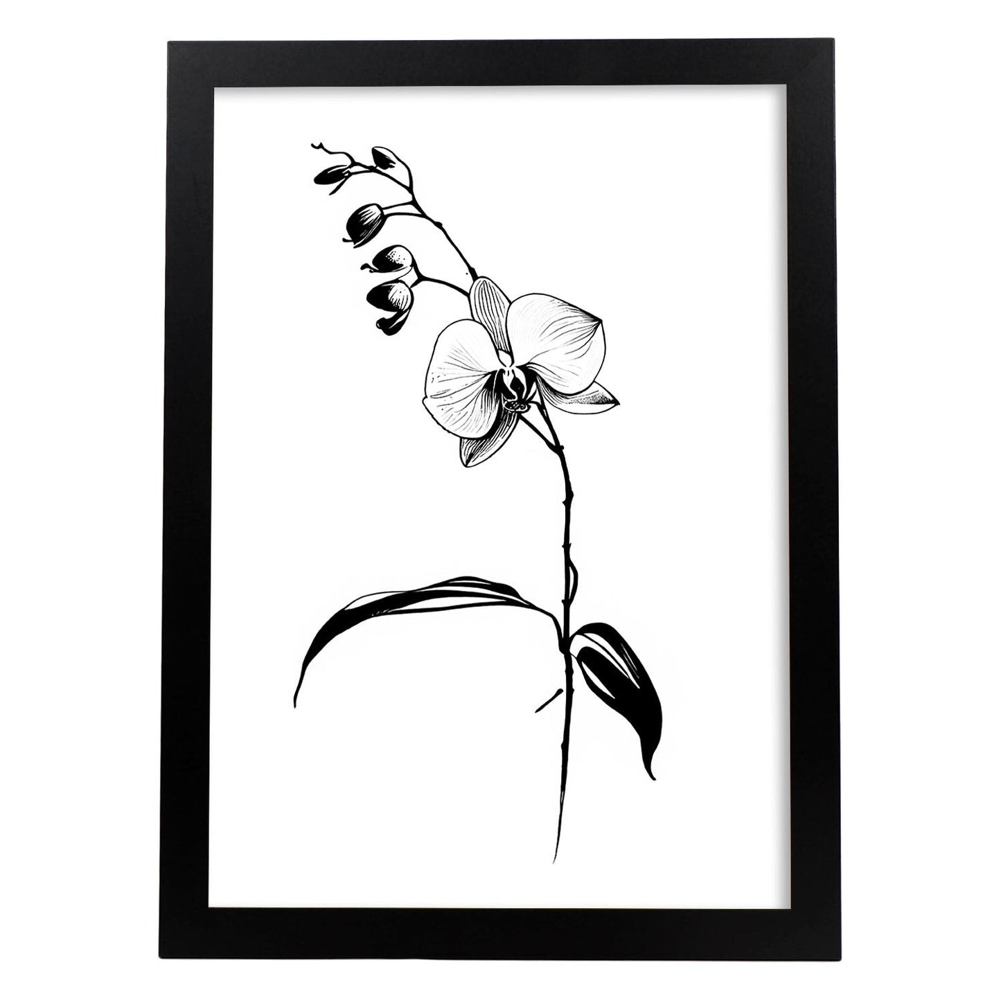 Lamina Minimalista de Orquídea Nacnic