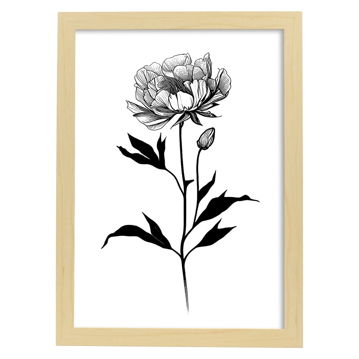 Lámina Nacnic de Peonia en Arte Minimalista