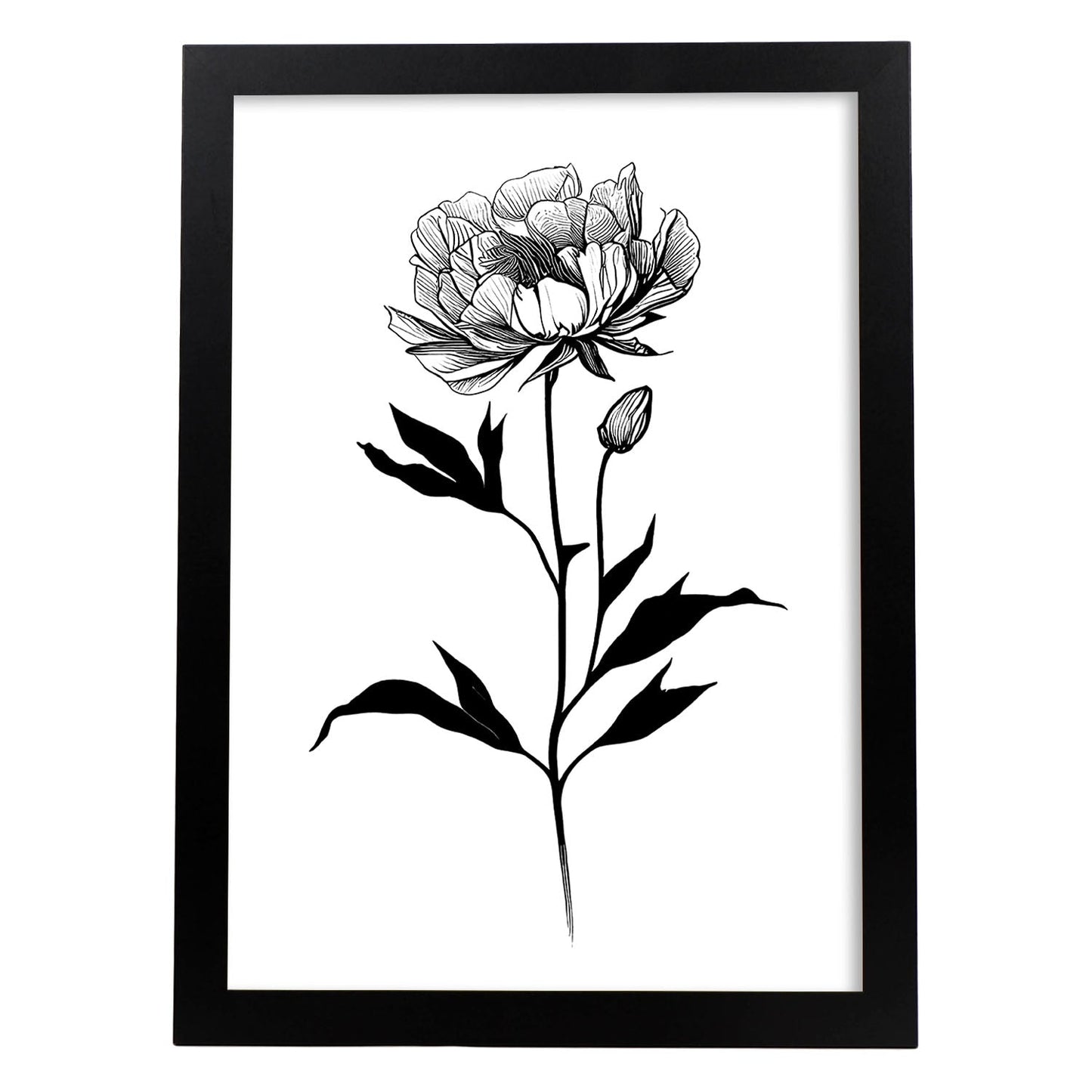 Lámina Nacnic de Peonia en Arte Minimalista