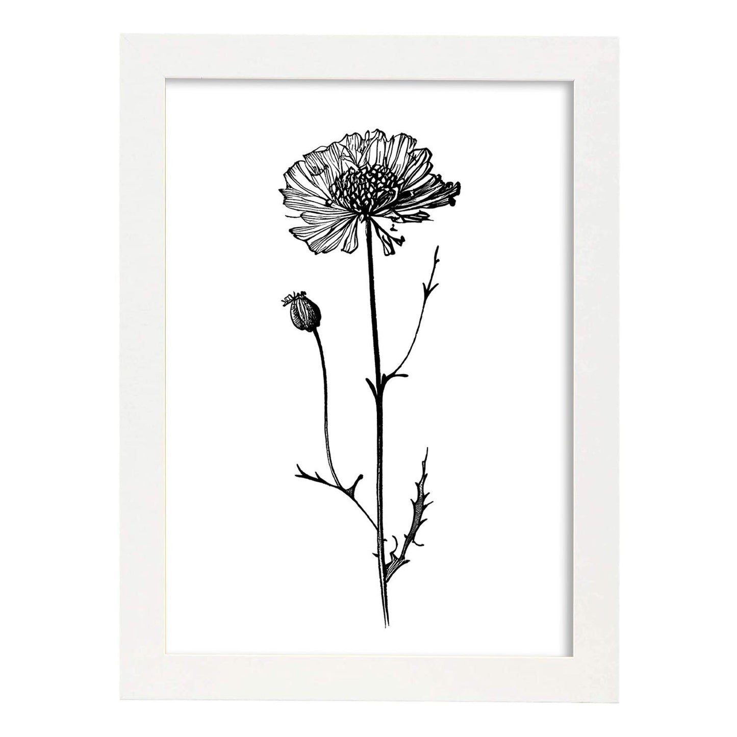 Lámina Nacnic Scabiosa Arte Minimalista Línea_1