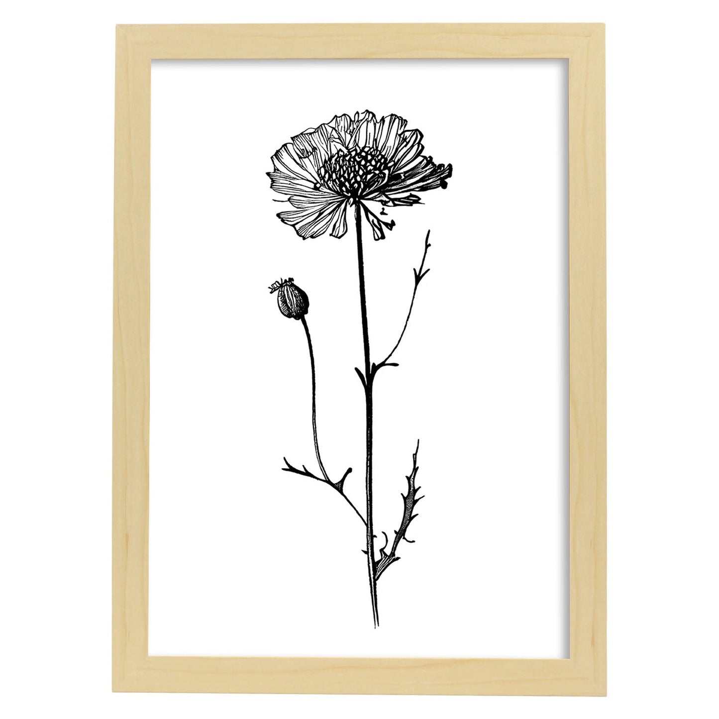 Lámina Nacnic Scabiosa Arte Minimalista Línea_1