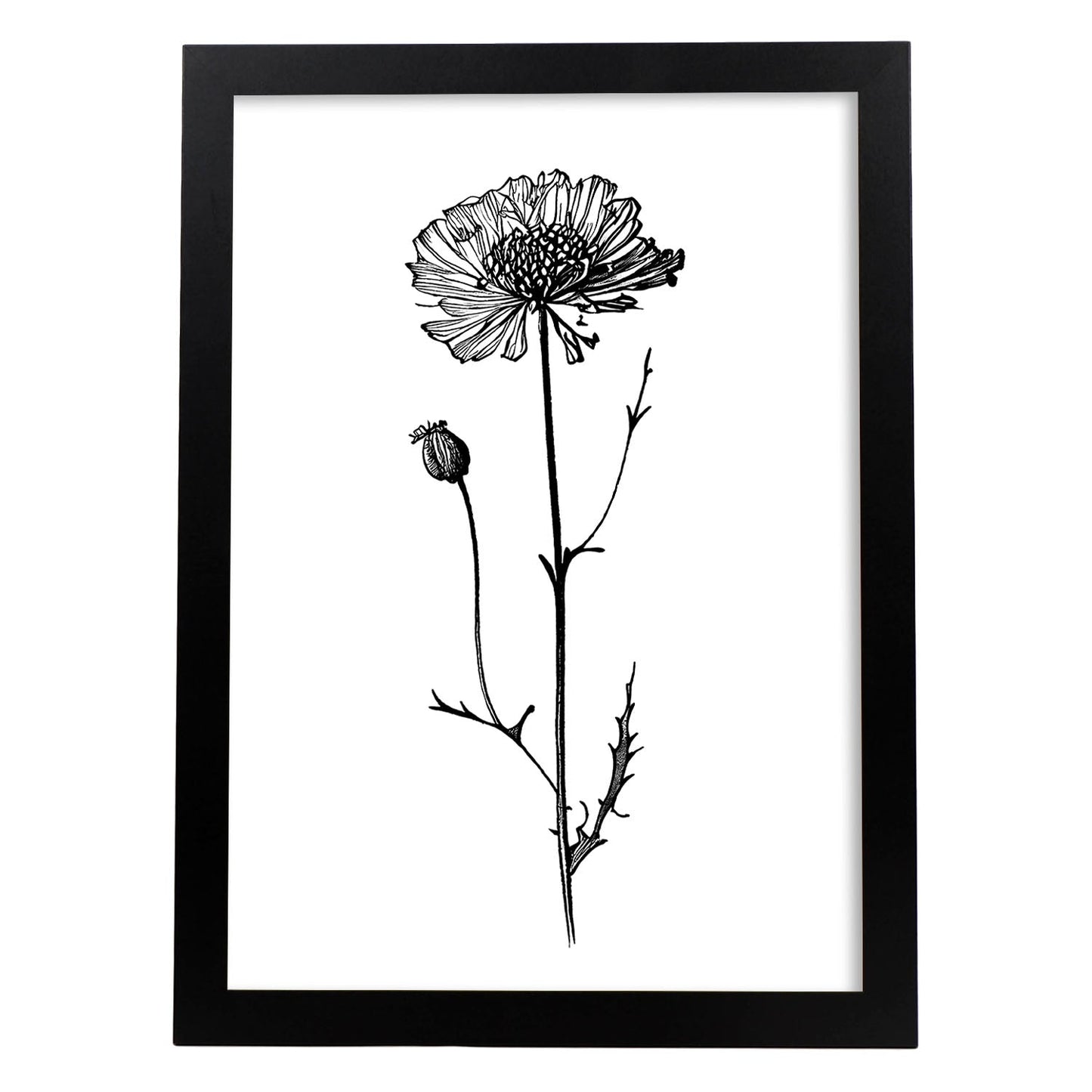 Lámina Nacnic Scabiosa Arte Minimalista Línea_1