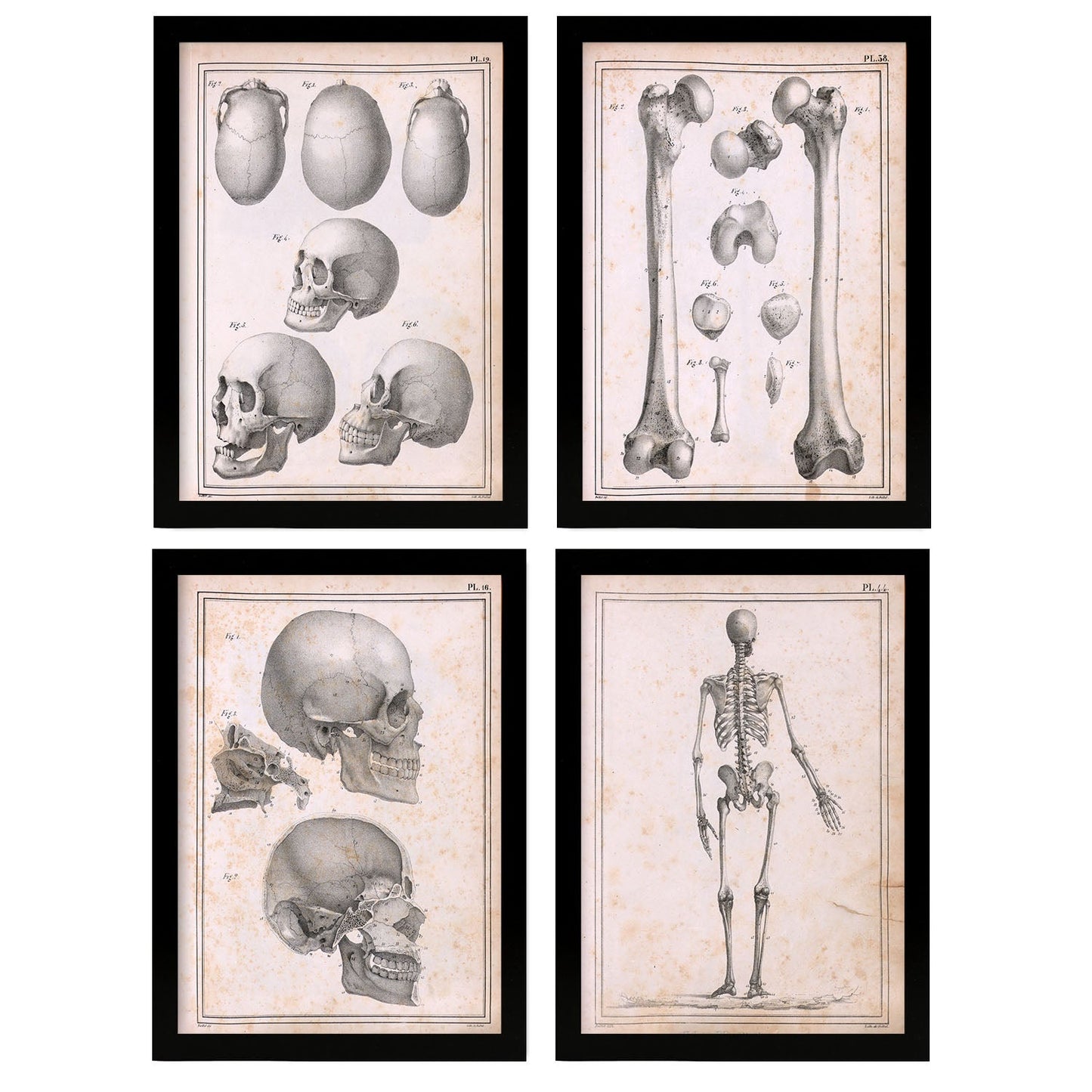 Nacnic Set of 4 Anatomy of body bones and Head.-Artwork-Nacnic-Nacnic Estudio SL