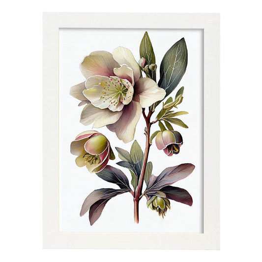 Nacnic watercolor minmal Hellebore_1. Aesthetic Wall Art Prints for Bedroom or Living Room Design.-Artwork-Nacnic-A4-Marco Blanco-Nacnic Estudio SL