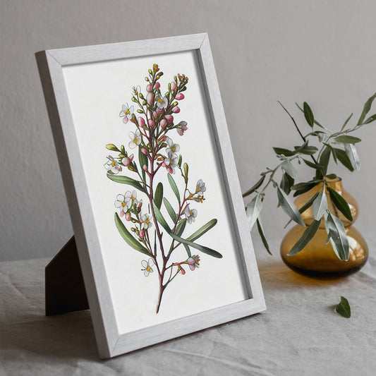 Lámina Nacnic de Acuarela Minimalista Waxflower_1