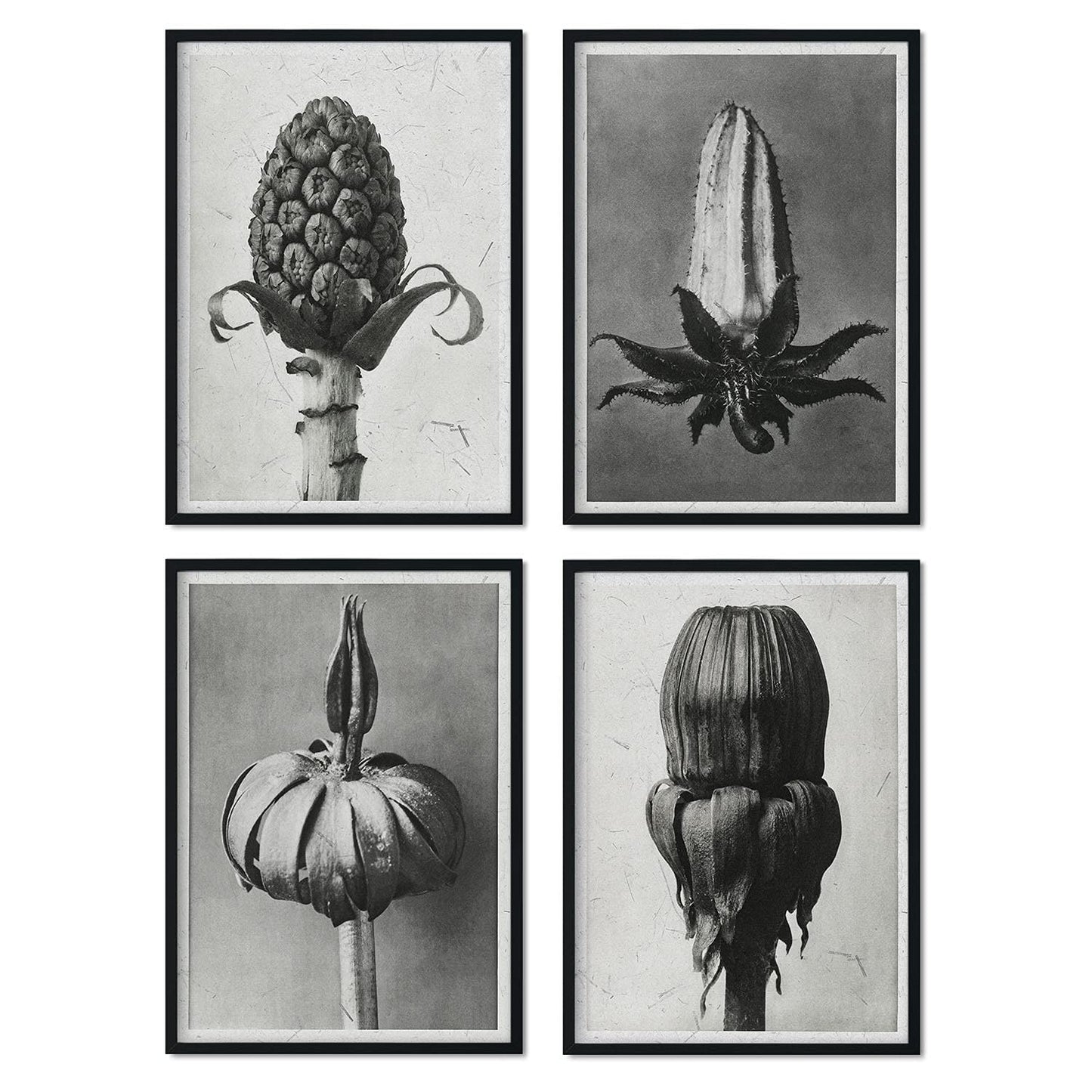 Pack de láminas Brotes. Pósters con ilustraciones de flores y plantas en tonos grises.-Artwork-Nacnic-Nacnic Estudio SL