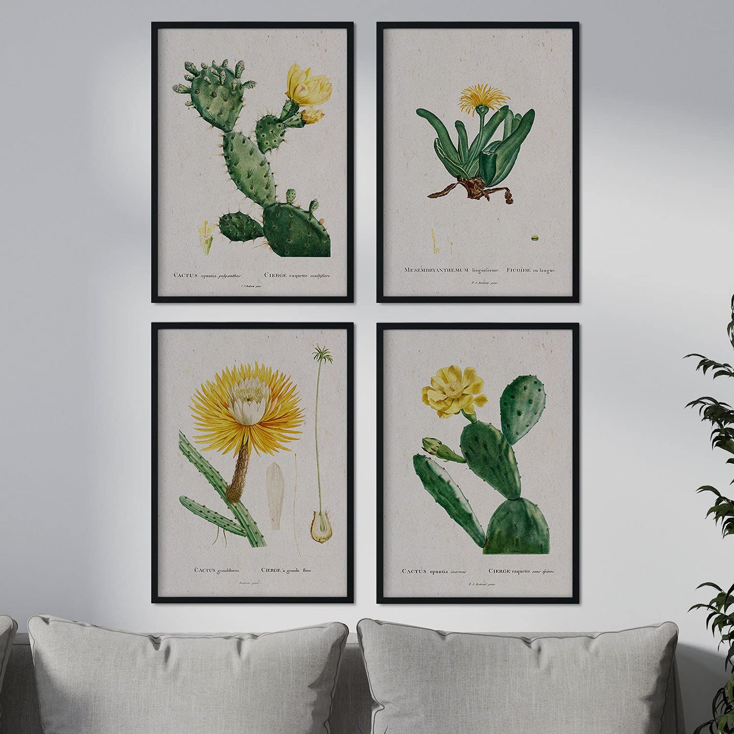 Pack de láminas Cactus amarillo. Pósters con ilustraciones en acuarela de Pierre-Joseph Redouté.-Artwork-Nacnic-Nacnic Estudio SL