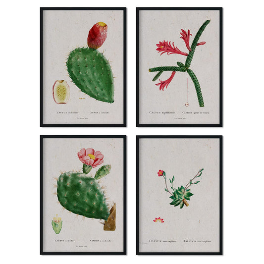 Pack de láminas Cactus rojos. Pósters con ilustraciones en acuarela de Pierre-Joseph Redouté.-Artwork-Nacnic-Nacnic Estudio SL