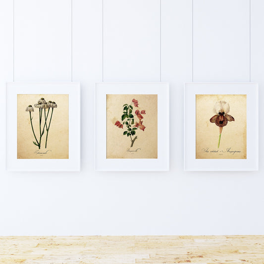 Pack de láminas ELEGANCE. Posters con imágenes de botánica. alta calidad-Artwork-Nacnic-Nacnic Estudio SL