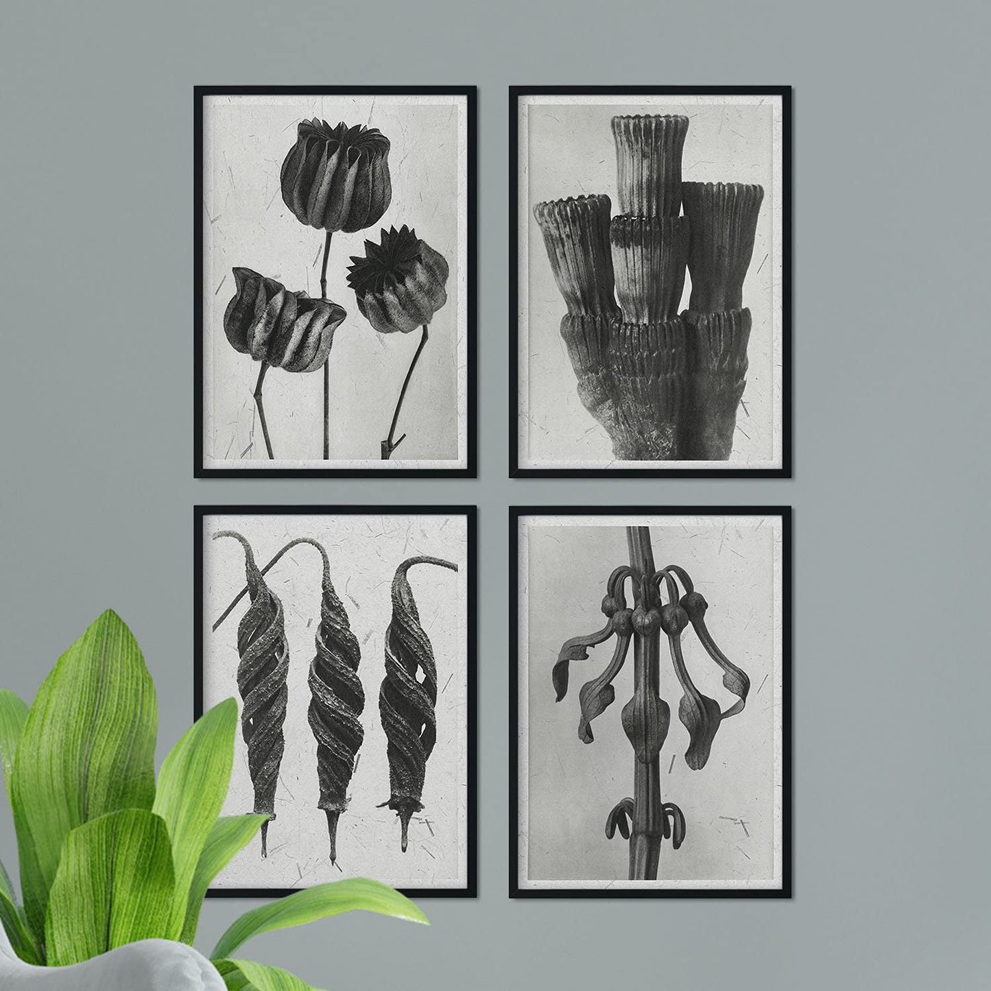 Pack de láminas Exóticas. Pósters con ilustraciones de flores y plantas en tonos grises.-Artwork-Nacnic-Nacnic Estudio SL
