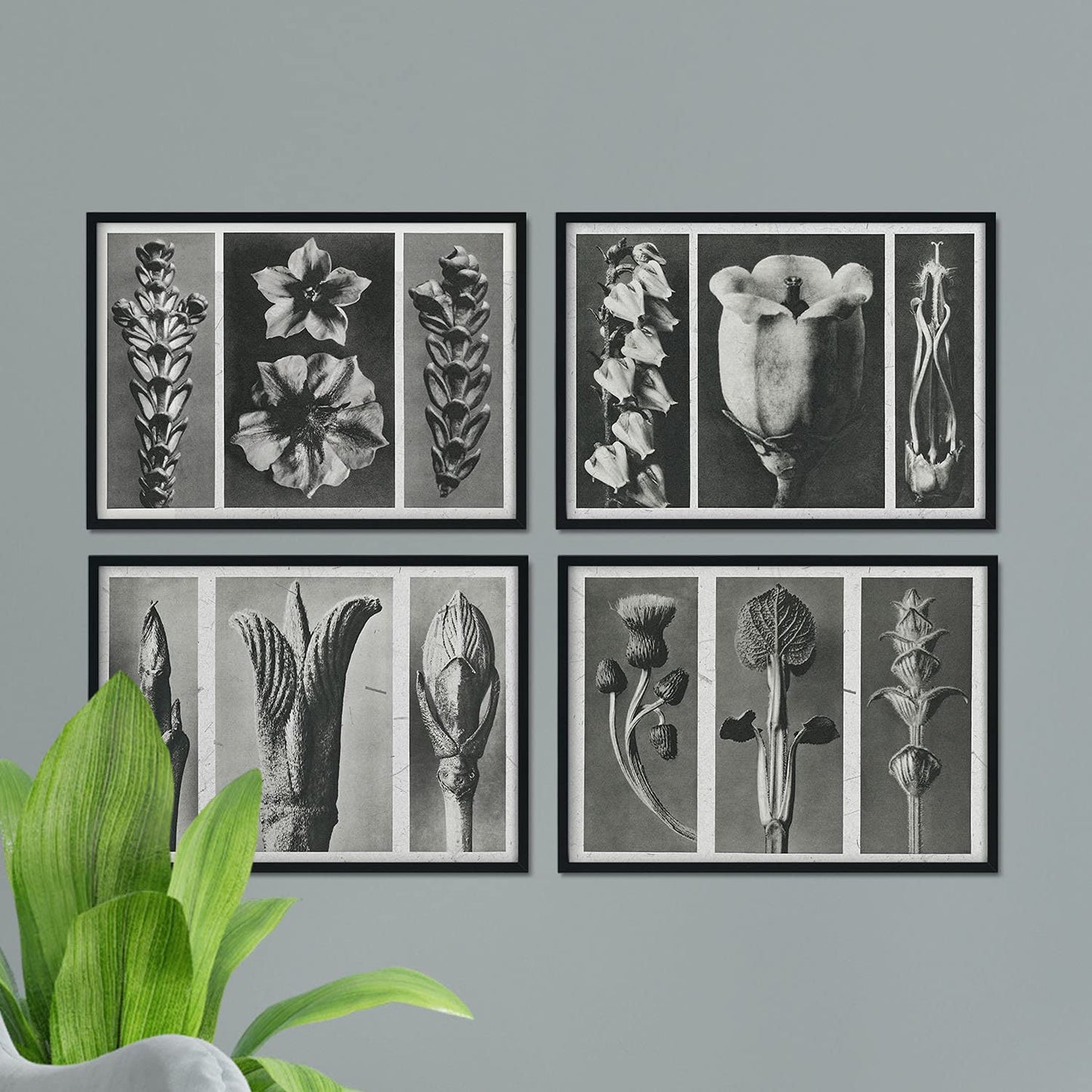 Pack de láminas Flores 2. Pósters con ilustraciones de flores y plantas en tonos grises.-Artwork-Nacnic-Nacnic Estudio SL