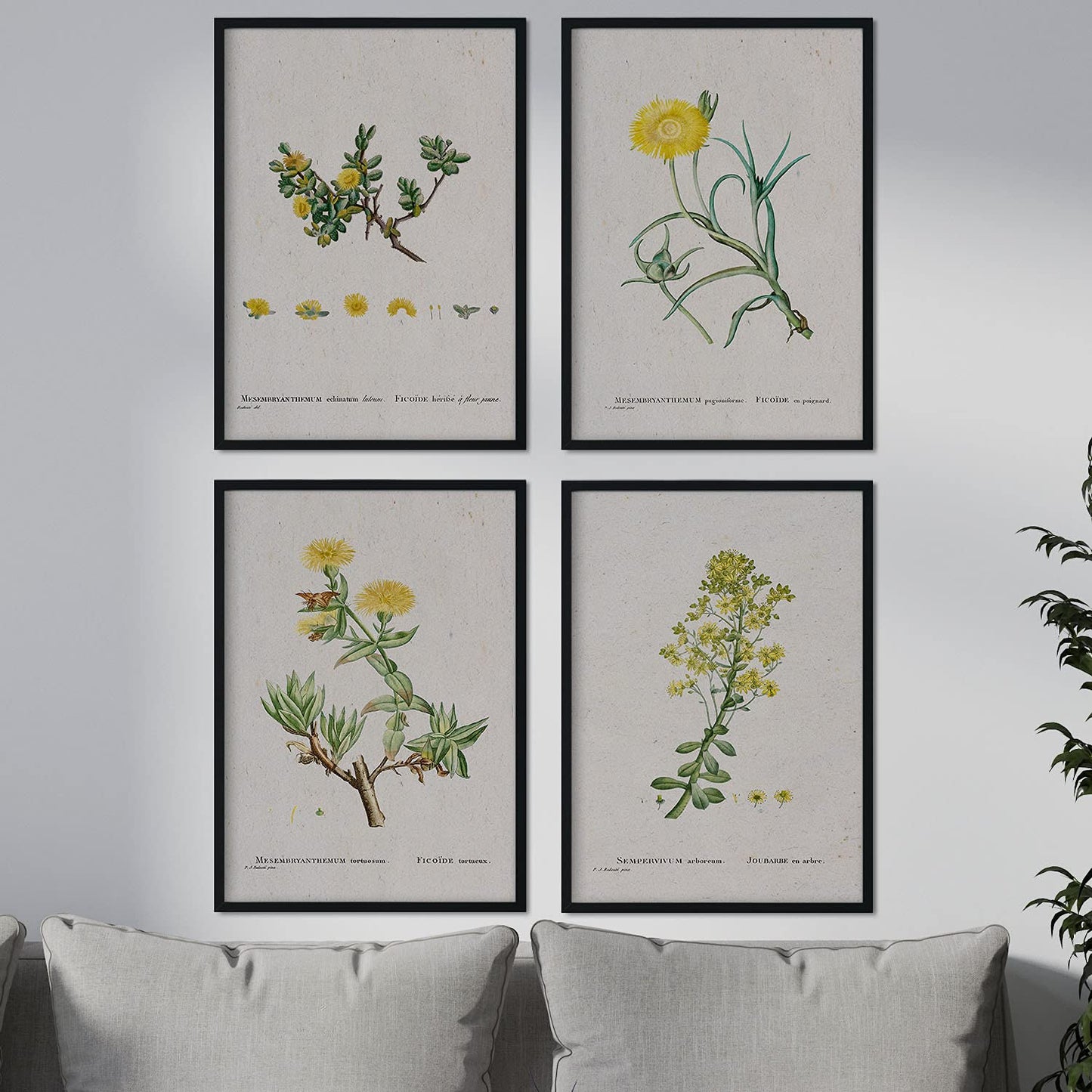 Pack de láminas Flores amarillas. Pósters con ilustraciones en acuarela de Pierre-Joseph Redouté.-Artwork-Nacnic-Nacnic Estudio SL