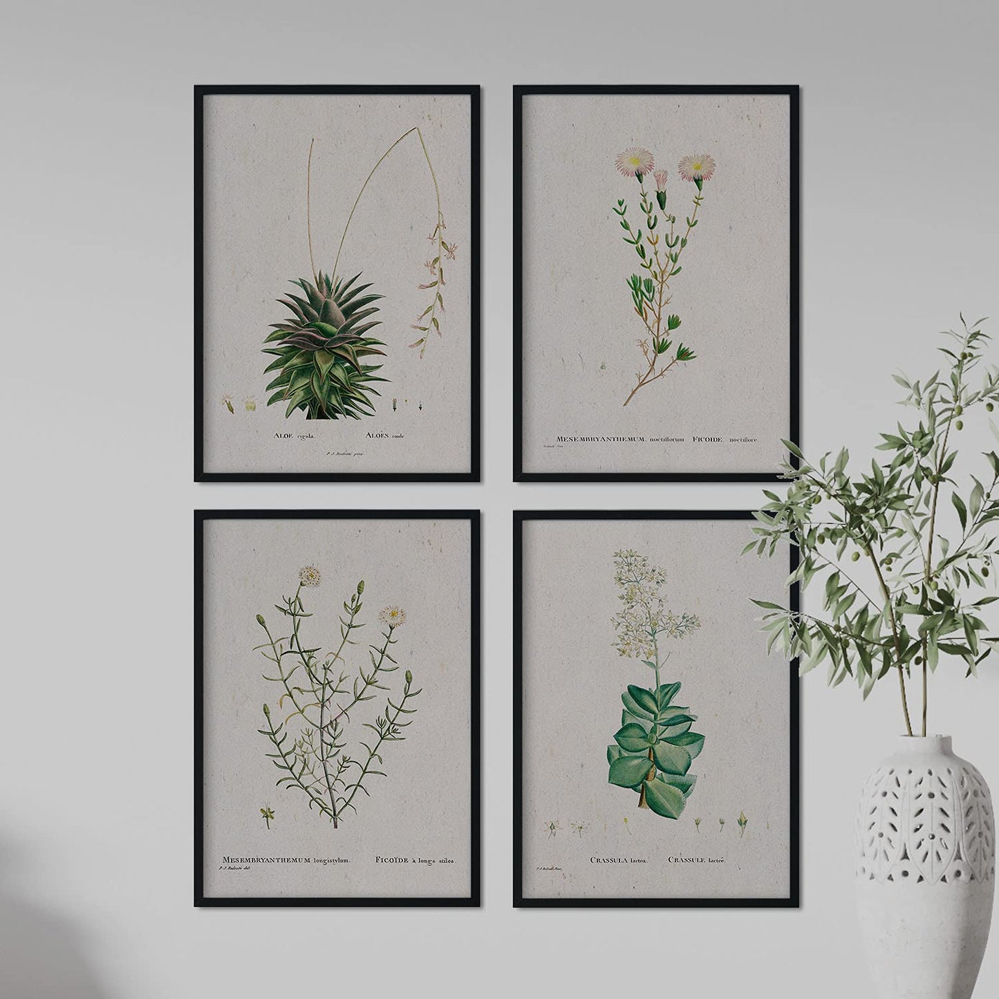 Pack de láminas Flores blancas. Pósters con ilustraciones en acuarela de Pierre-Joseph Redouté.-Artwork-Nacnic-Nacnic Estudio SL