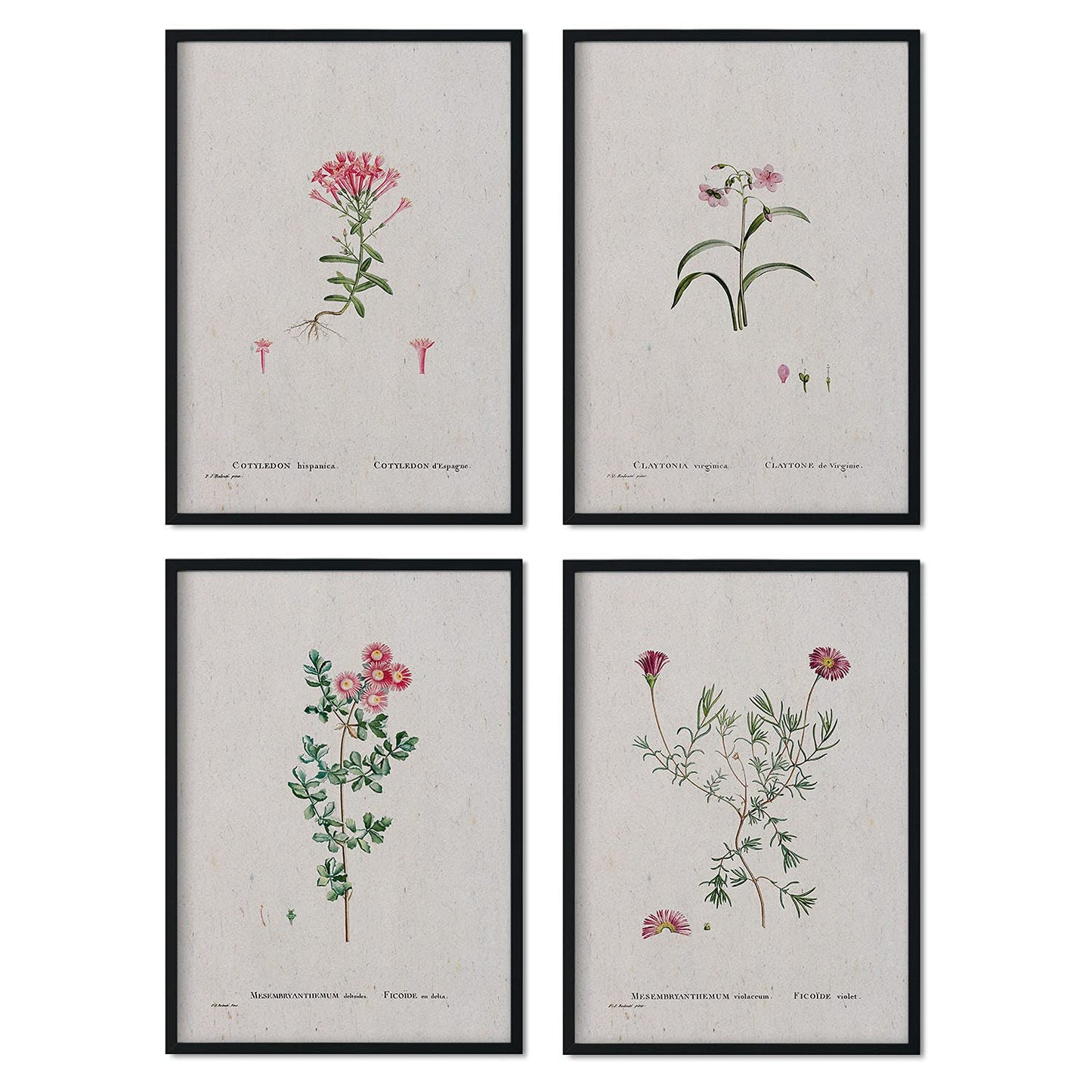 Pack de láminas Flores rosas. Pósters con ilustraciones en acuarela de Pierre-Joseph Redouté.-Artwork-Nacnic-Nacnic Estudio SL