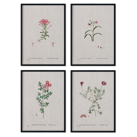 Pack de láminas Flores rosas. Pósters con ilustraciones en acuarela de Pierre-Joseph Redouté.-Artwork-Nacnic-Nacnic Estudio SL