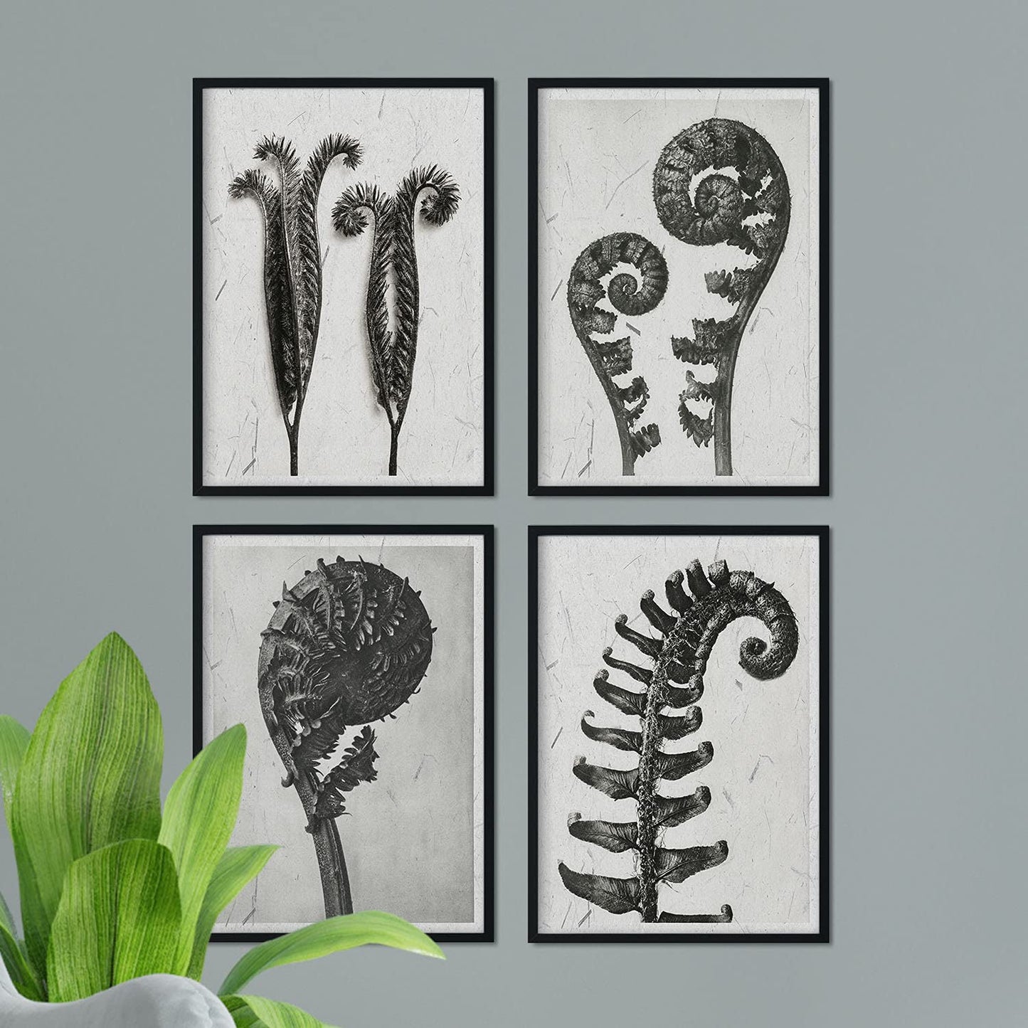 Pack de láminas Helechos. Pósters con ilustraciones de flores y plantas en tonos grises.-Artwork-Nacnic-Nacnic Estudio SL