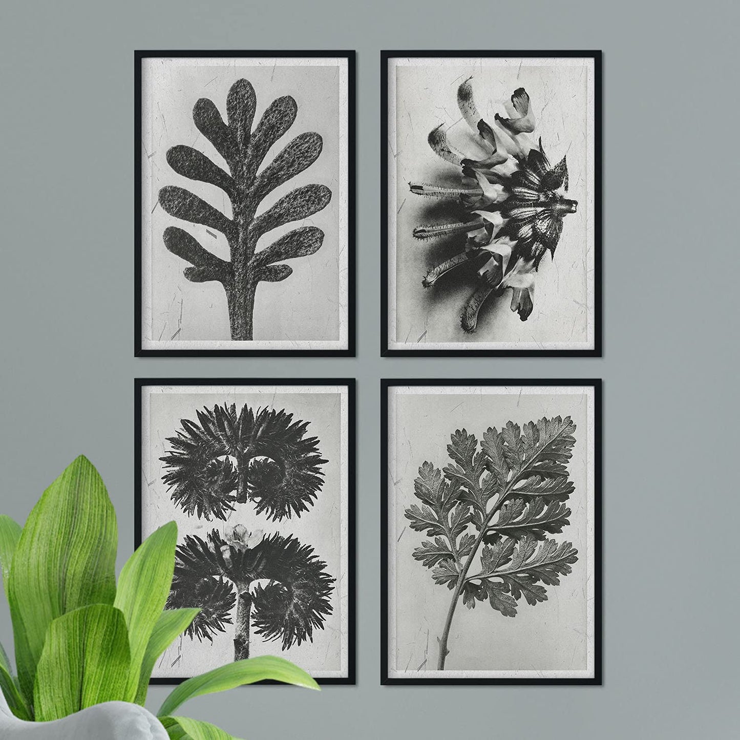 Pack de láminas Hojas. Pósters con ilustraciones de flores y plantas en tonos grises.-Artwork-Nacnic-Nacnic Estudio SL