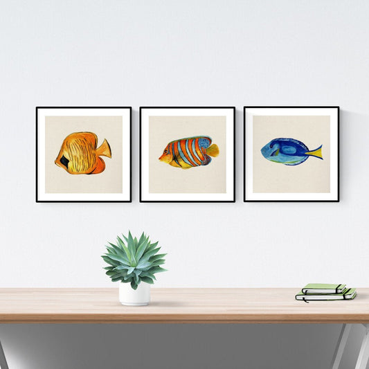 PACK de láminas para enmarcar TRES PECES. Posters cuadrados con imágenes de peces. alta calidad-Artwork-Nacnic-Nacnic Estudio SL