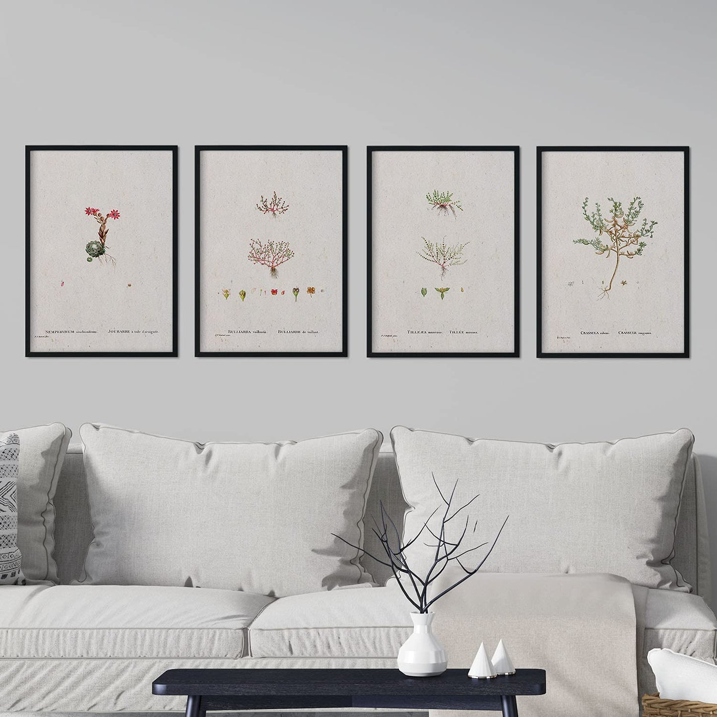 Pack de láminas Plantas pequeñas. Pósters con ilustraciones en acuarela de Pierre-Joseph Redouté.-Artwork-Nacnic-Nacnic Estudio SL