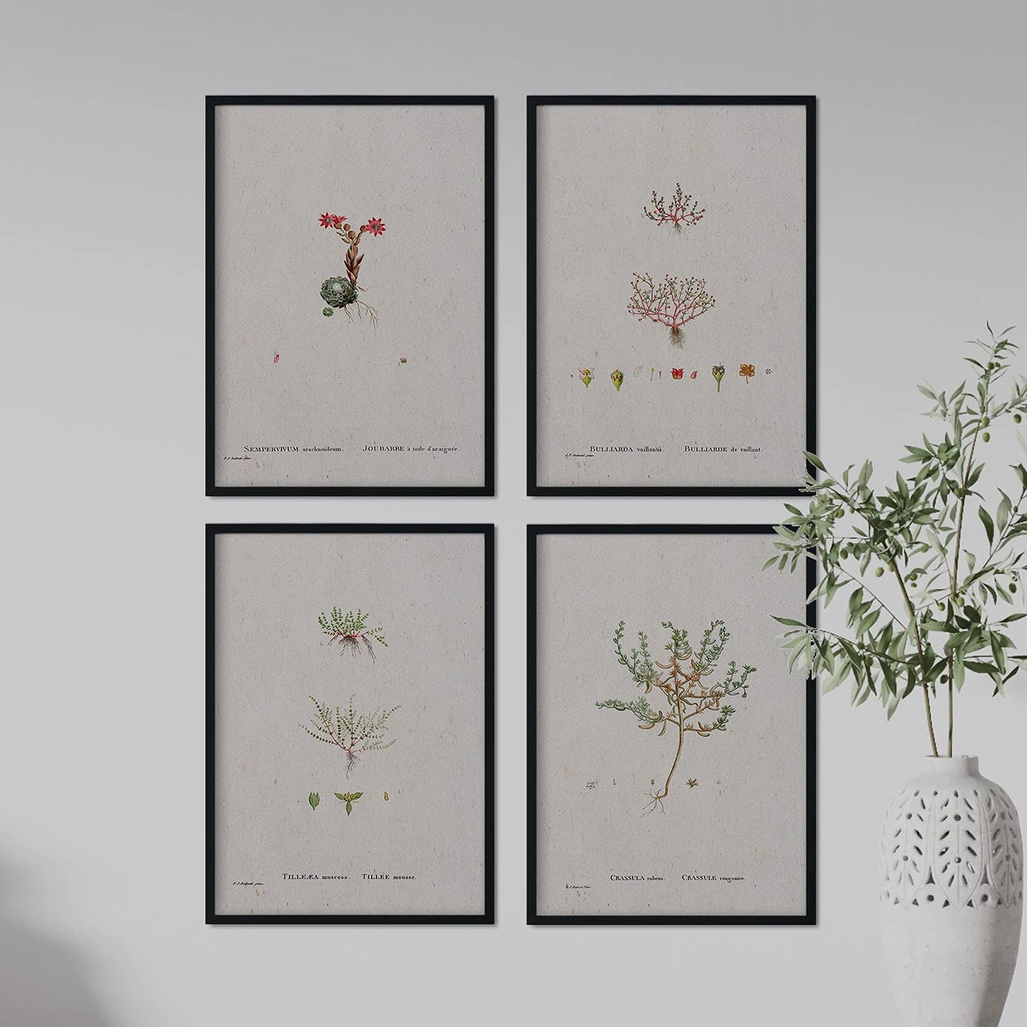 Pack de láminas Plantas pequeñas. Pósters con ilustraciones en acuarela de Pierre-Joseph Redouté.-Artwork-Nacnic-Nacnic Estudio SL