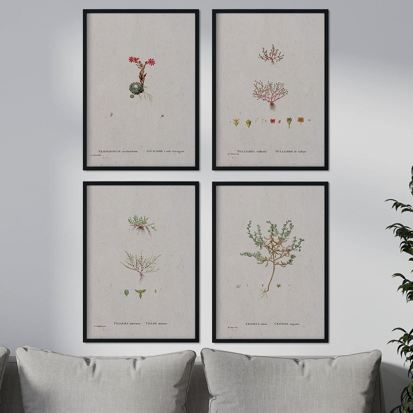 Pack de láminas Plantas pequeñas. Pósters con ilustraciones en acuarela de Pierre-Joseph Redouté.-Artwork-Nacnic-Nacnic Estudio SL