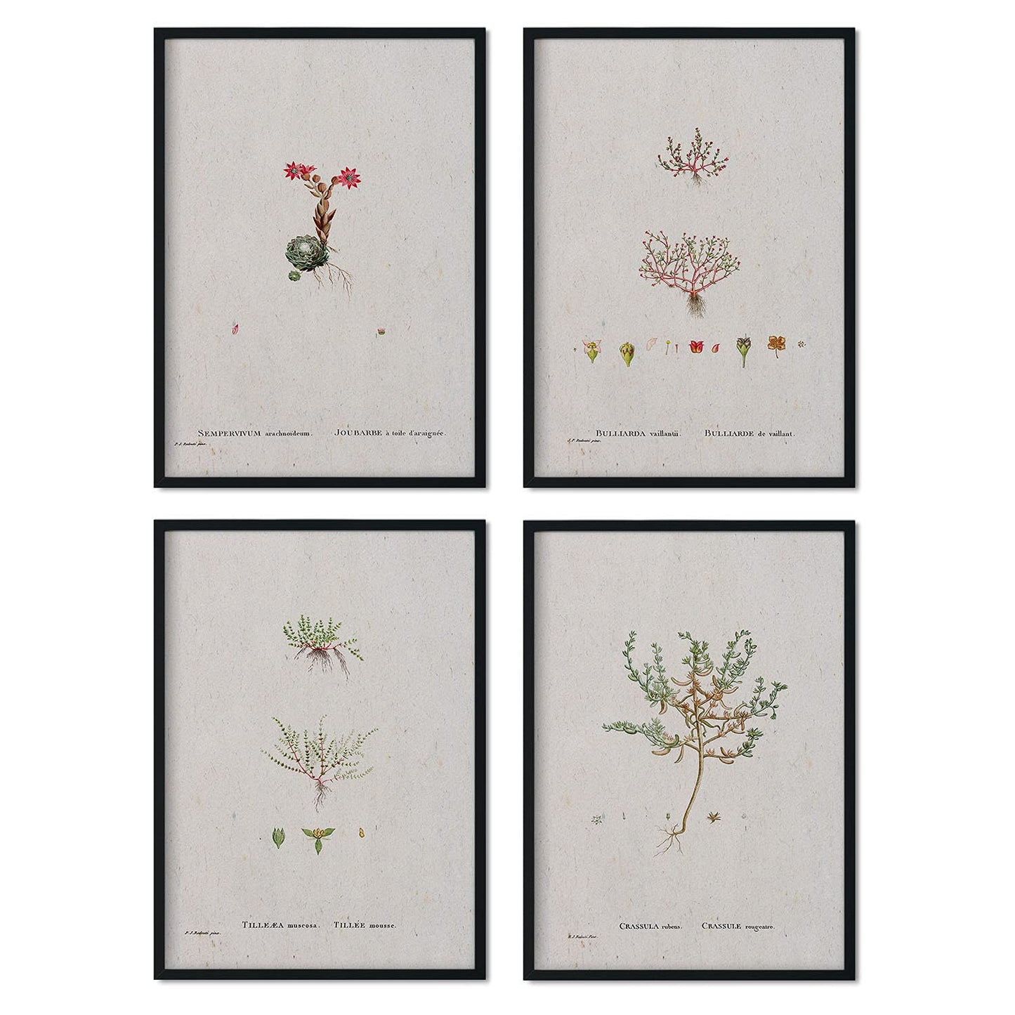 Pack de láminas Plantas pequeñas. Pósters con ilustraciones en acuarela de Pierre-Joseph Redouté.-Artwork-Nacnic-Nacnic Estudio SL