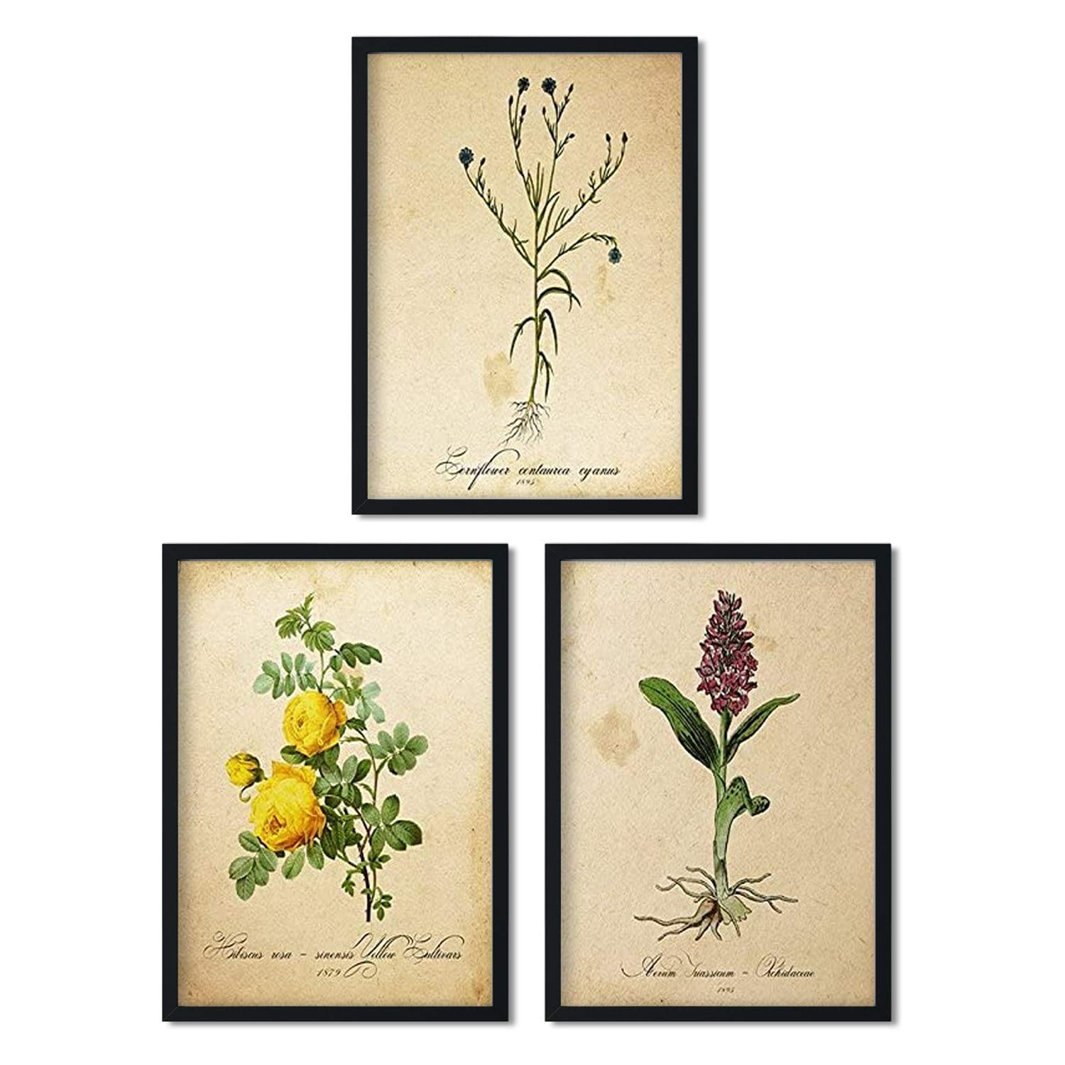 Pack de láminas ELEGANCE. Posters con imágenes de botánica. alta