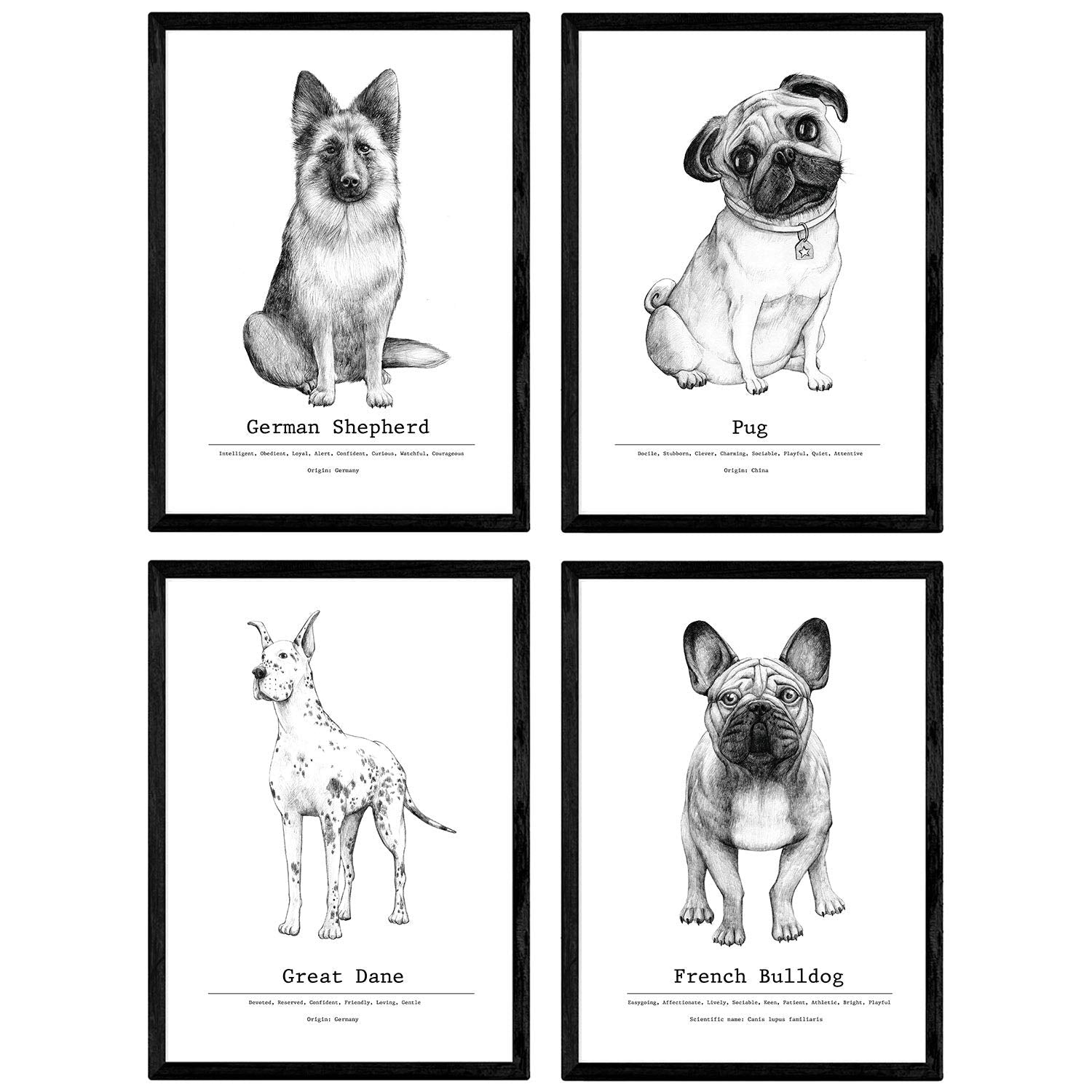 Pack de posters de Perros de raza descripcion. Láminas decorativas de perros.-Artwork-Nacnic-Nacnic Estudio SL