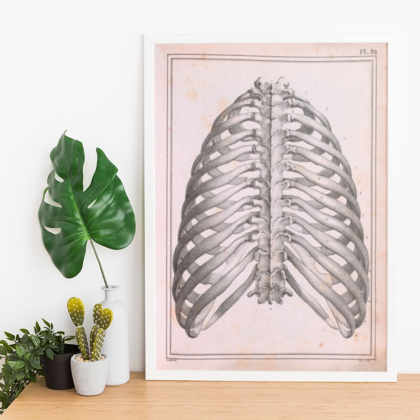 Paillou Back Ribs, sternum and thoracic vertebrae-Artwork-Nacnic-Nacnic Estudio SL