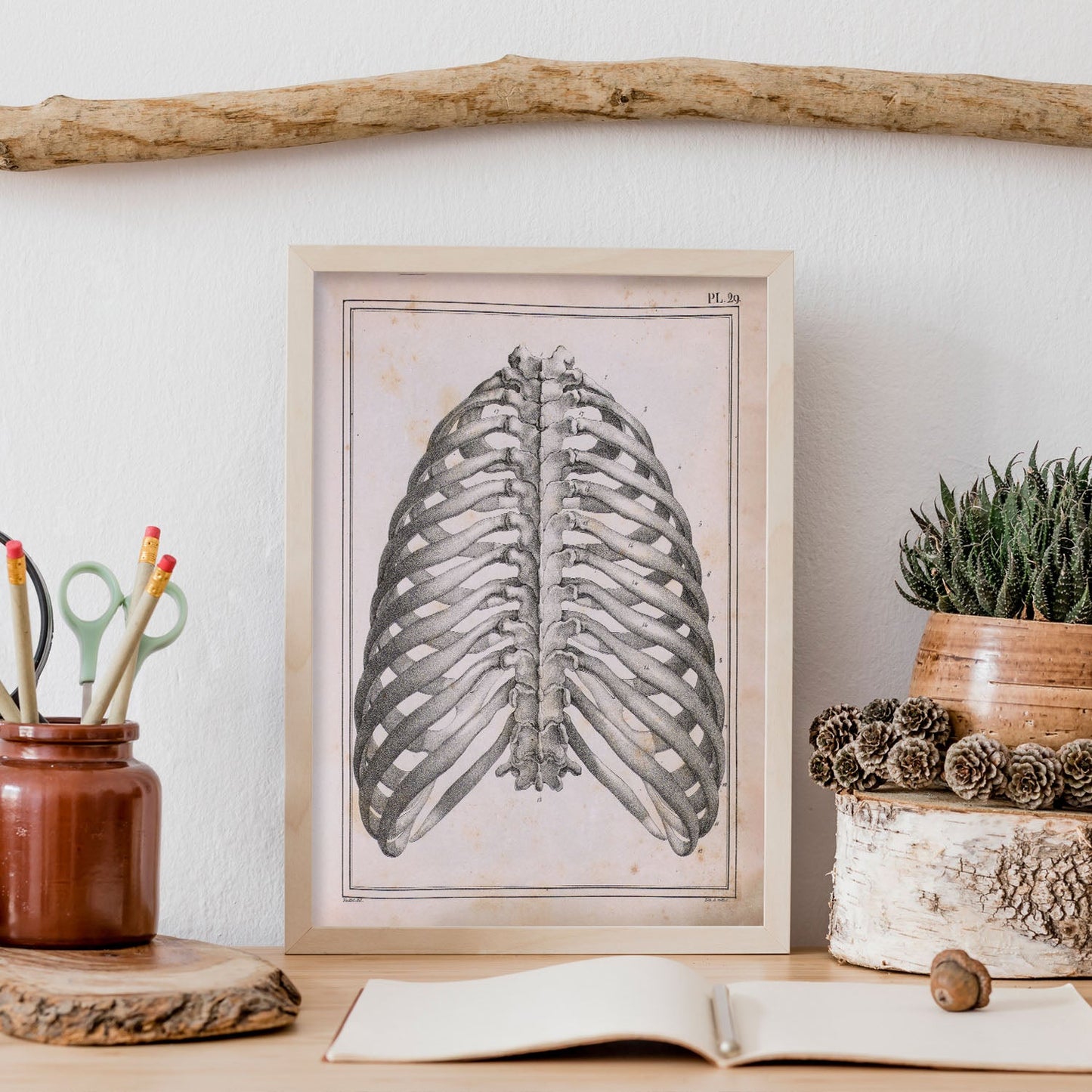 Paillou Back Ribs, sternum and thoracic vertebrae-Artwork-Nacnic-Nacnic Estudio SL