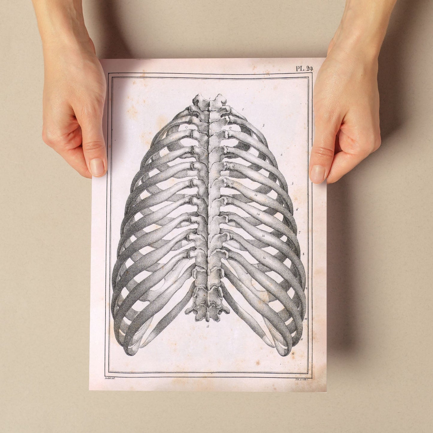 Paillou Back Ribs, sternum and thoracic vertebrae-Artwork-Nacnic-Nacnic Estudio SL