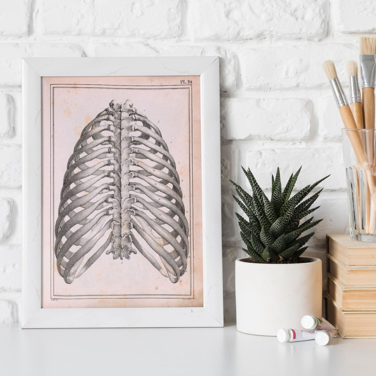 Paillou Back Ribs, sternum and thoracic vertebrae-Artwork-Nacnic-Nacnic Estudio SL