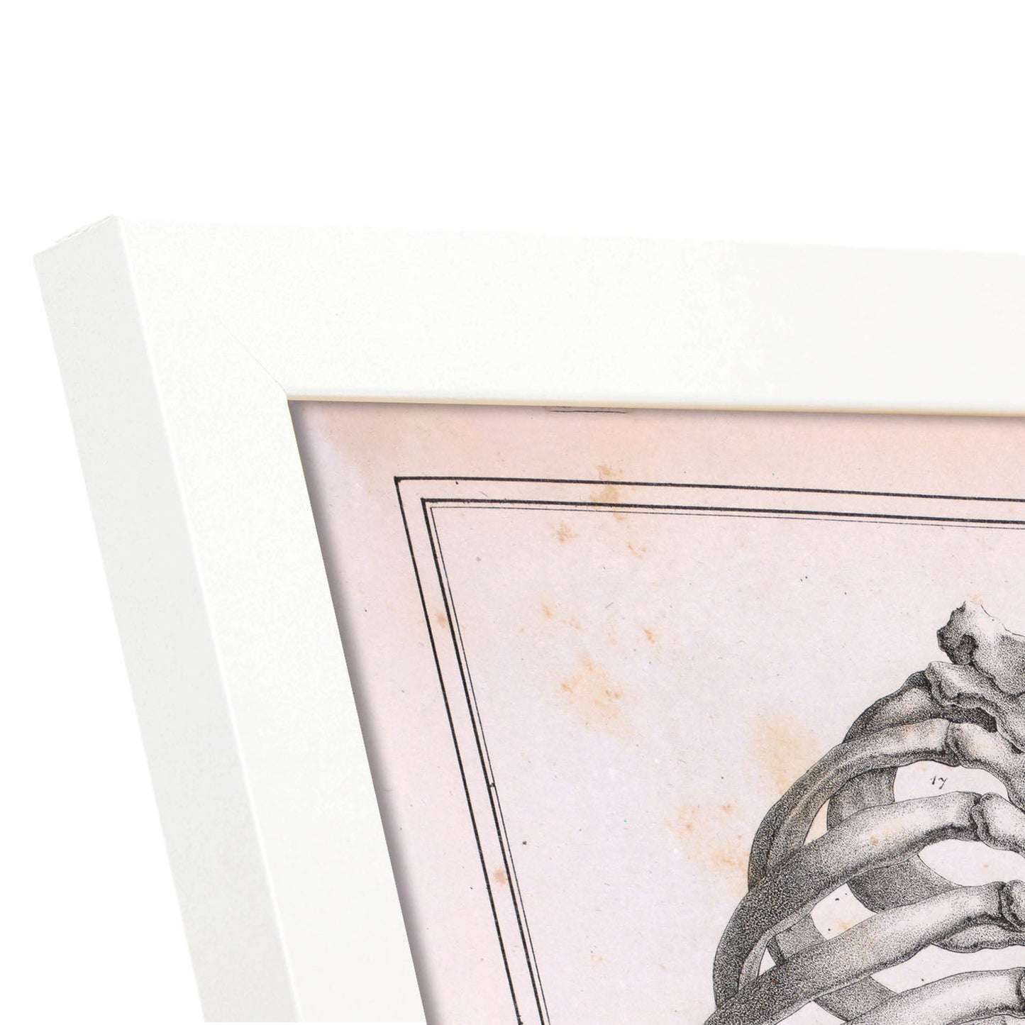 Paillou Back Ribs, sternum and thoracic vertebrae-Artwork-Nacnic-Nacnic Estudio SL