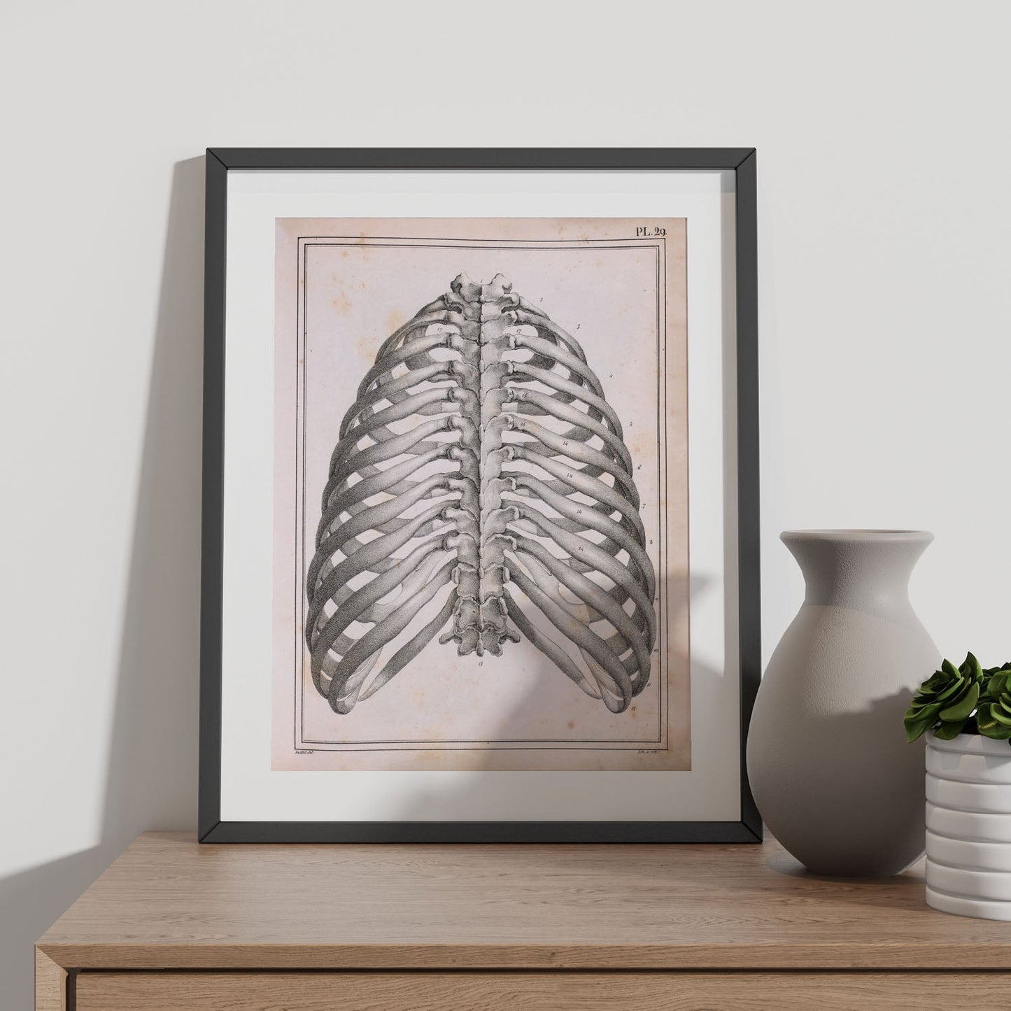 Paillou Back Ribs, sternum and thoracic vertebrae-Artwork-Nacnic-Nacnic Estudio SL