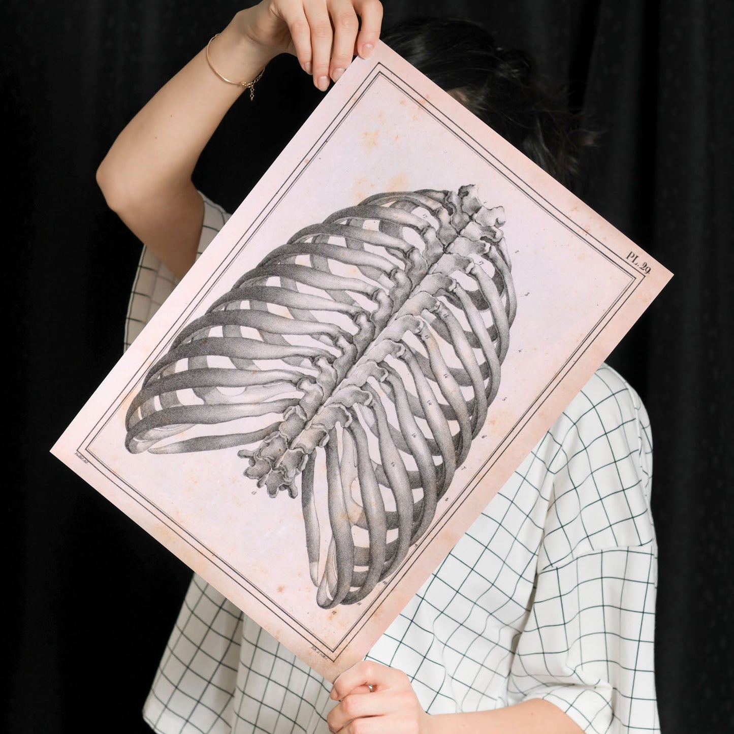 Paillou Back Ribs, sternum and thoracic vertebrae-Artwork-Nacnic-Nacnic Estudio SL