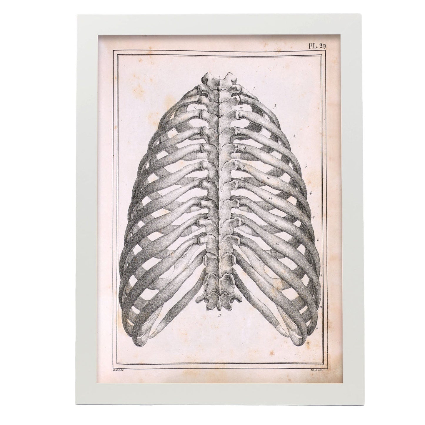 Paillou Back Ribs, sternum and thoracic vertebrae-Artwork-Nacnic-A3-Marco Blanco-Nacnic Estudio SL