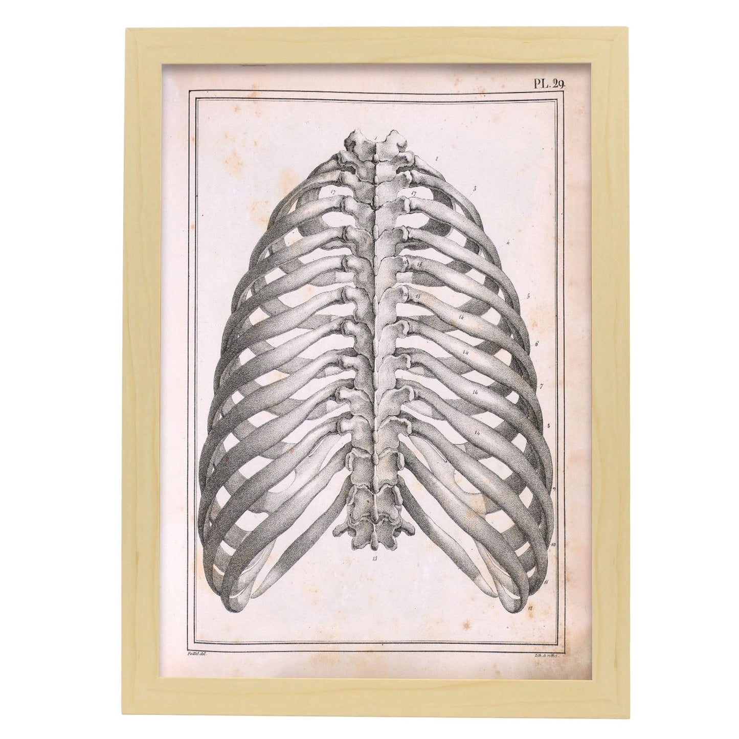 Paillou Back Ribs, sternum and thoracic vertebrae-Artwork-Nacnic-A3-Marco Madera clara-Nacnic Estudio SL