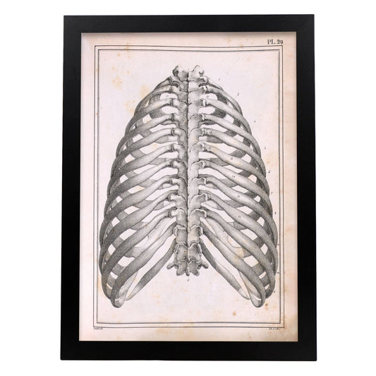 Paillou Back Ribs, sternum and thoracic vertebrae-Artwork-Nacnic-A3-Sin marco-Nacnic Estudio SL